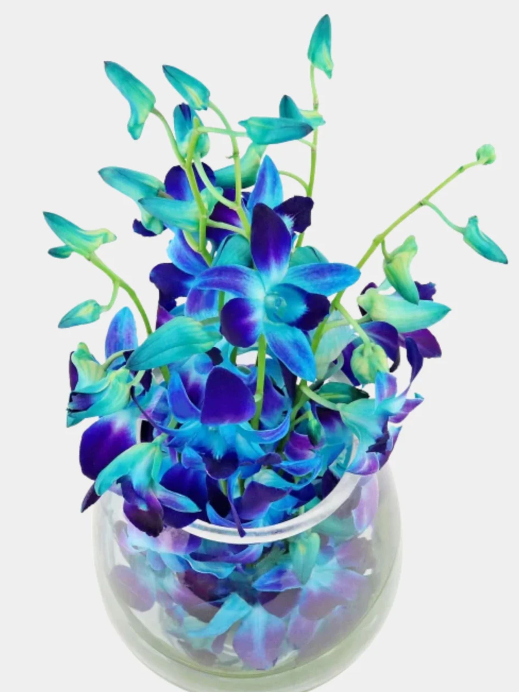 10 Blue Orchids in a Vase