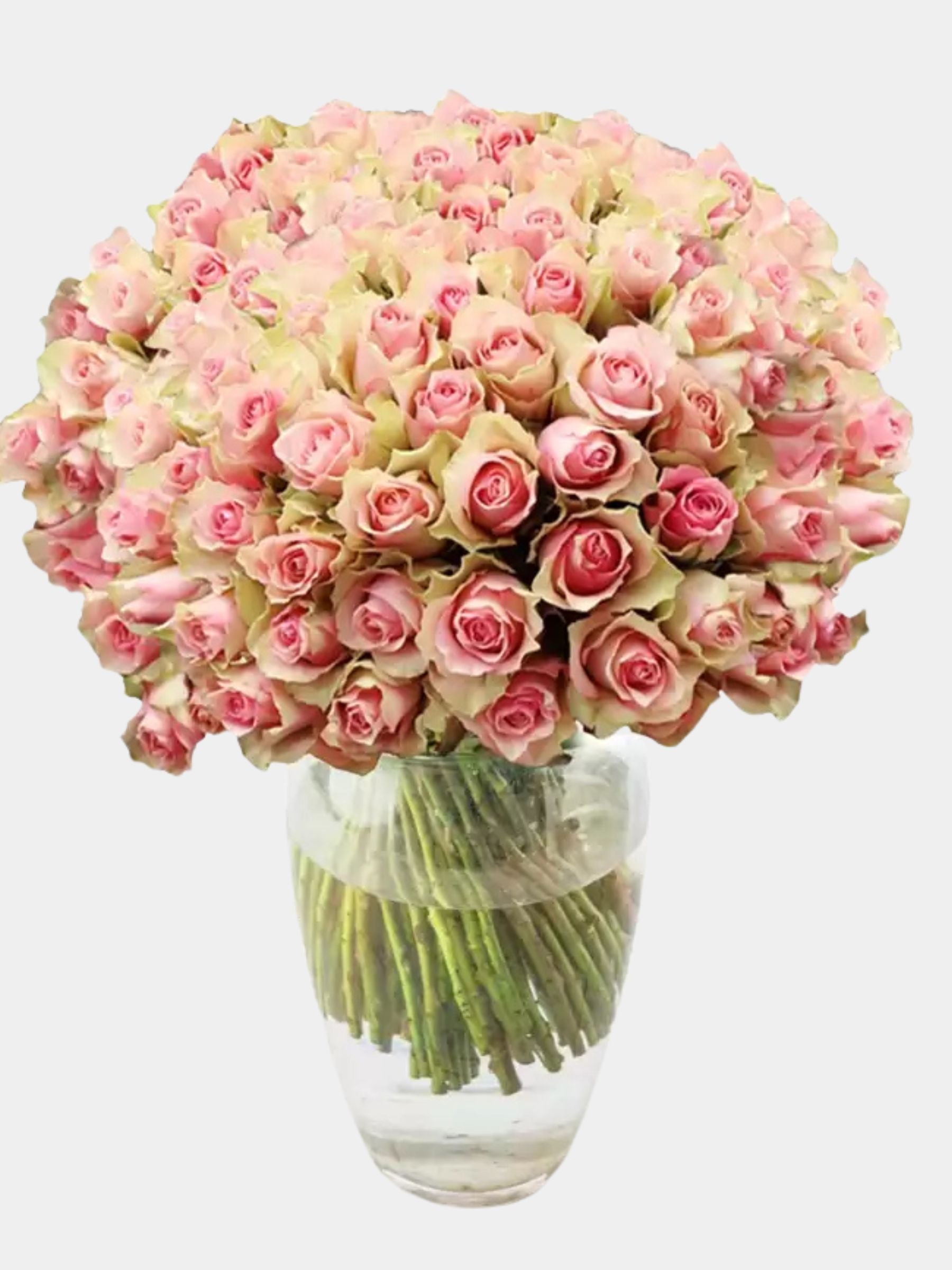 200 Luxury Pink Roses