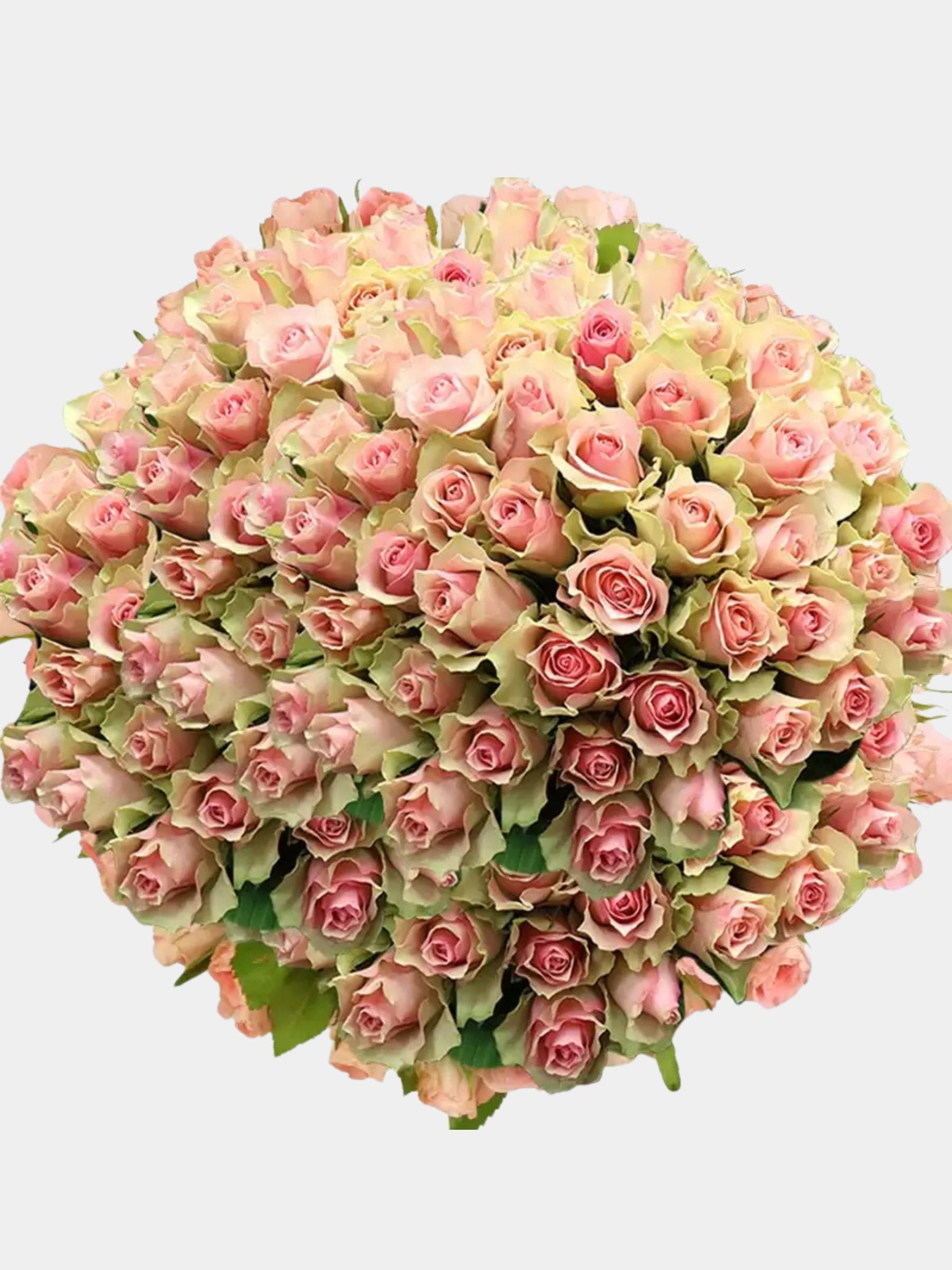200 Luxury Pink Roses
