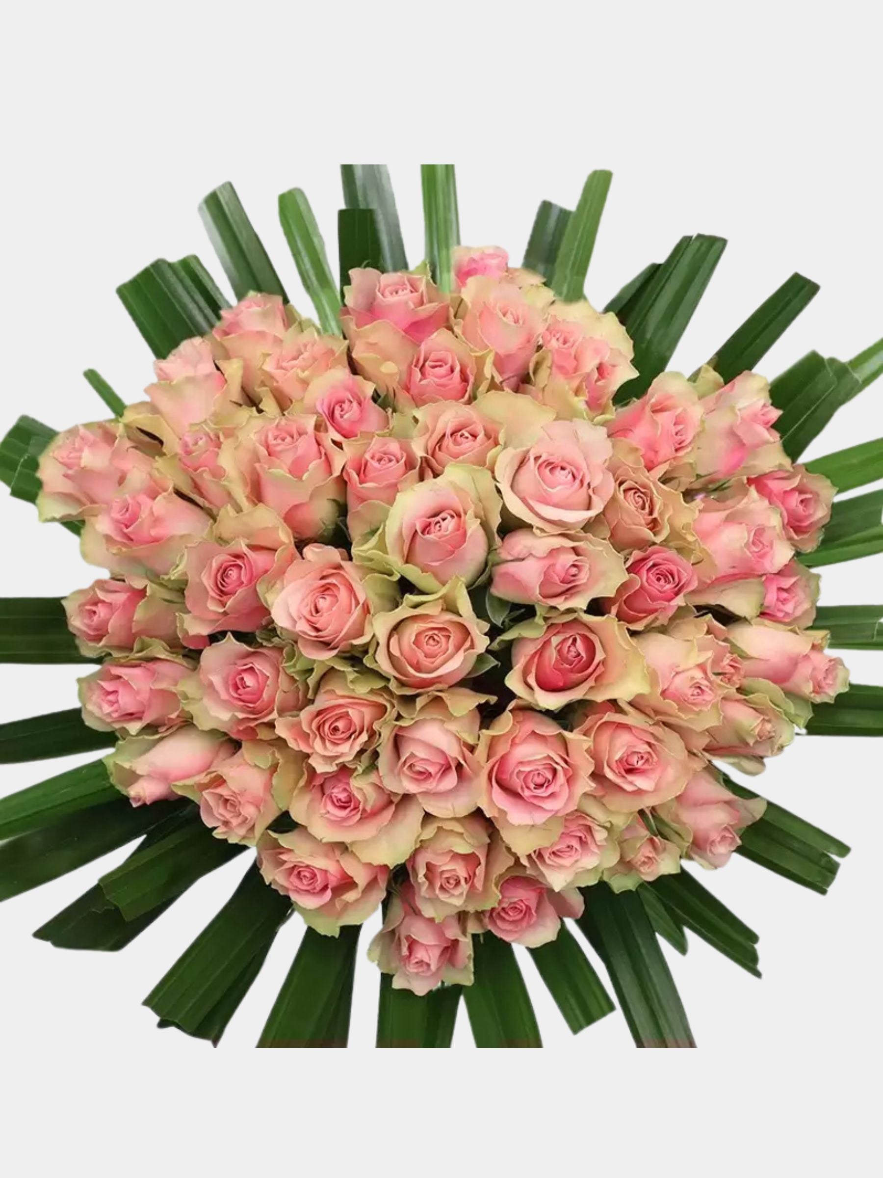 50 Candy Pink Roses