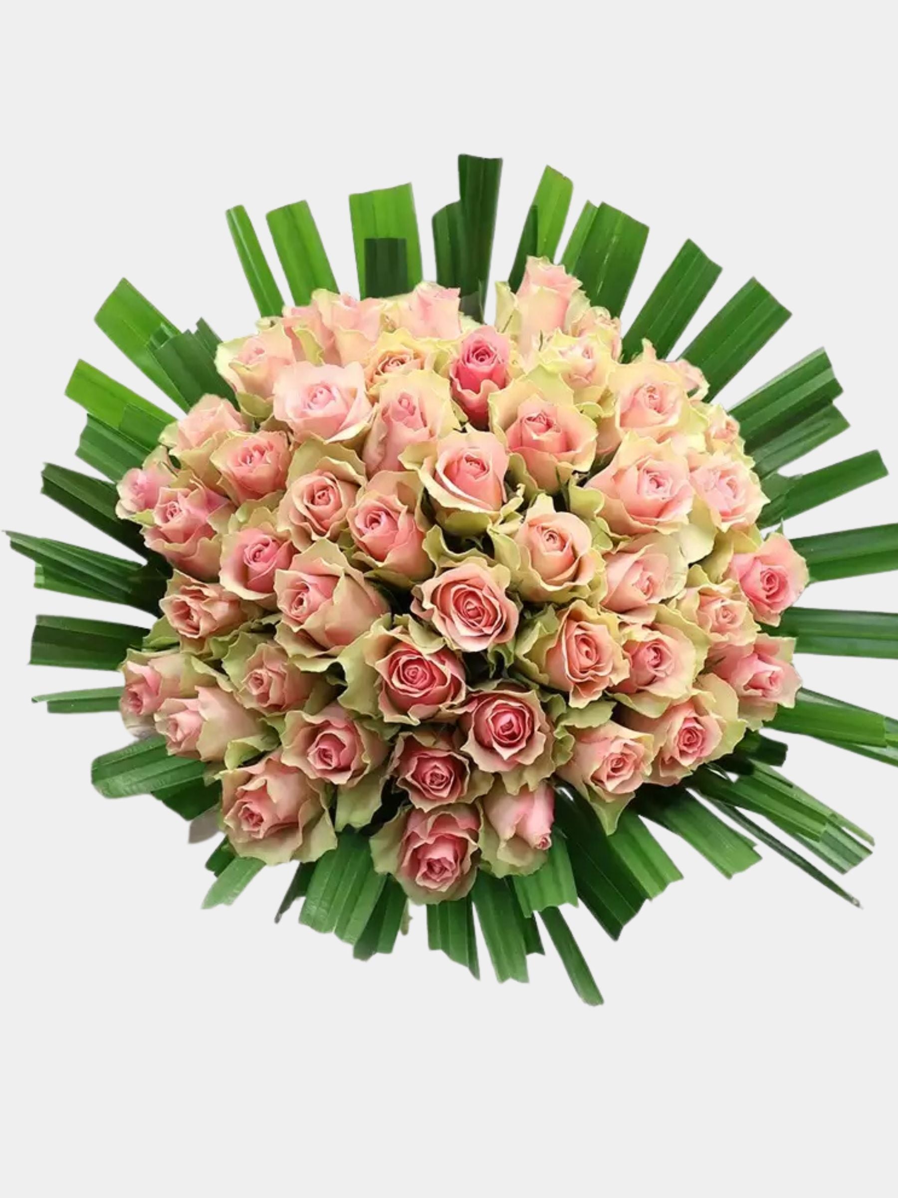 50 Candy Pink Roses