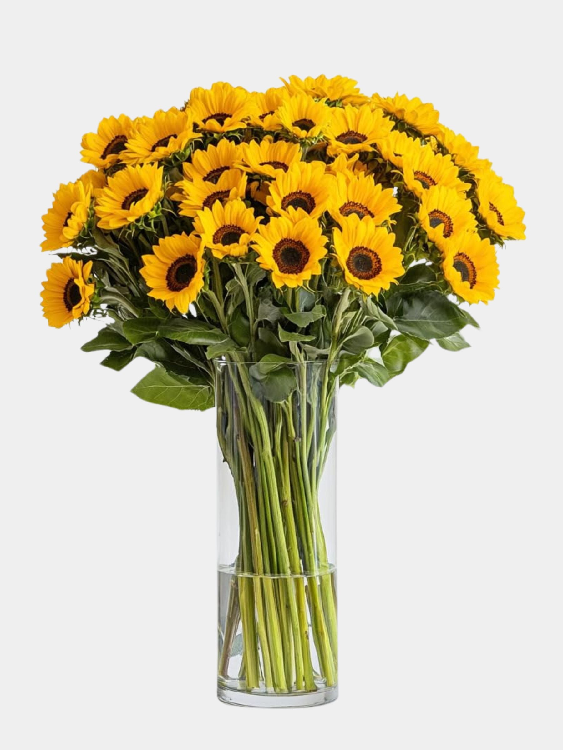 50 Fresh Cut Sunflowers