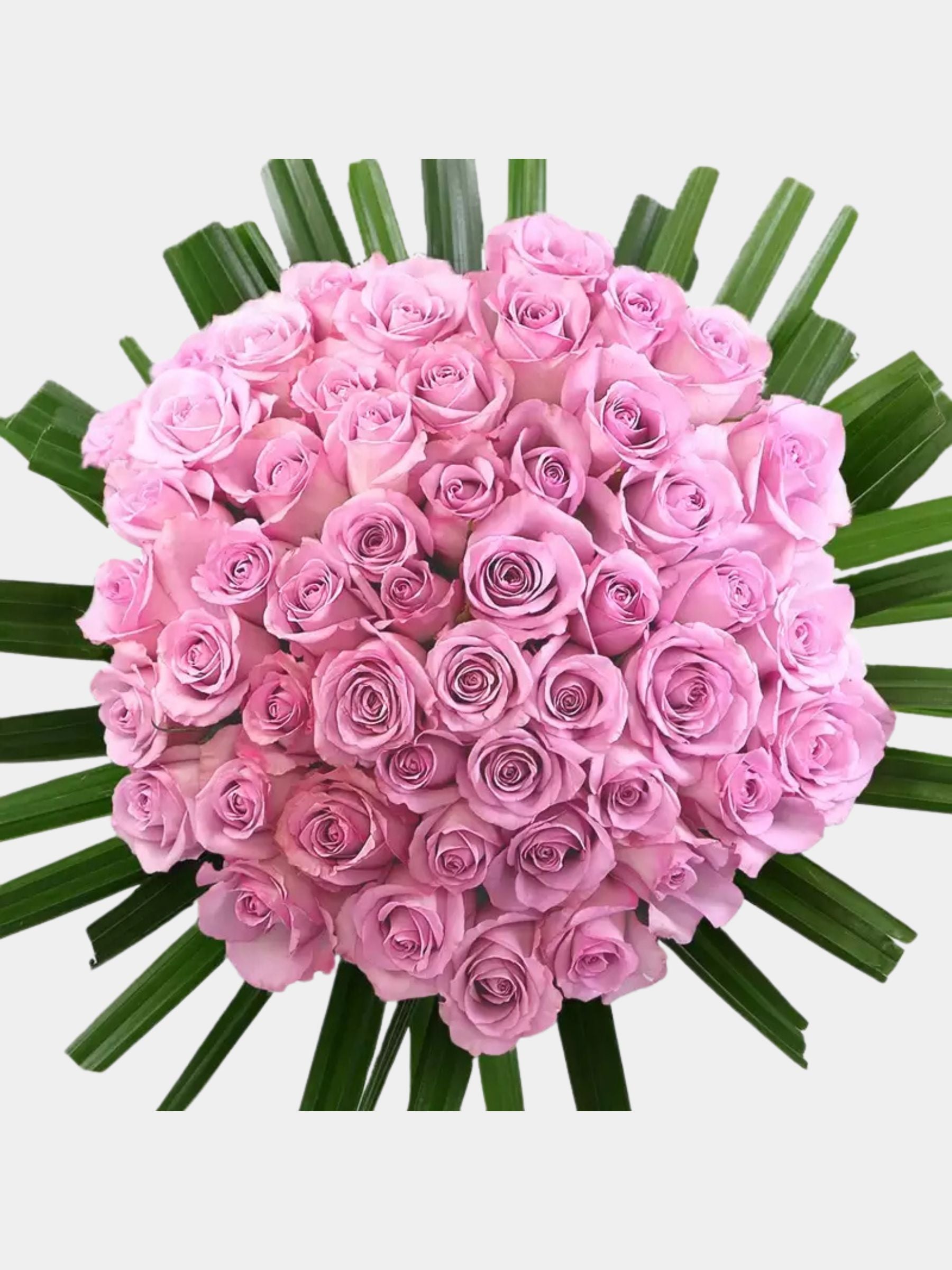 50 Lavender Roses