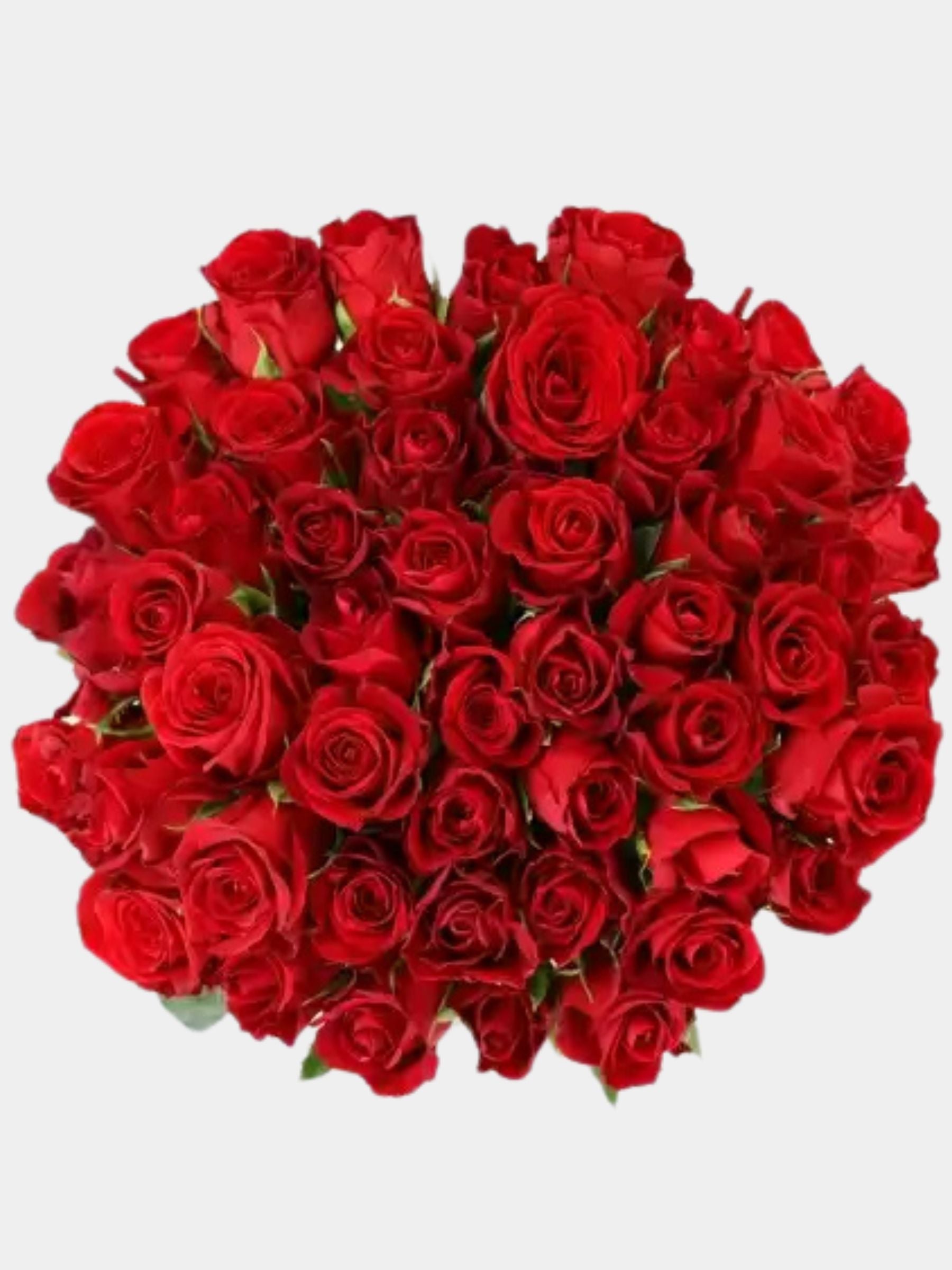 50 Red Roses