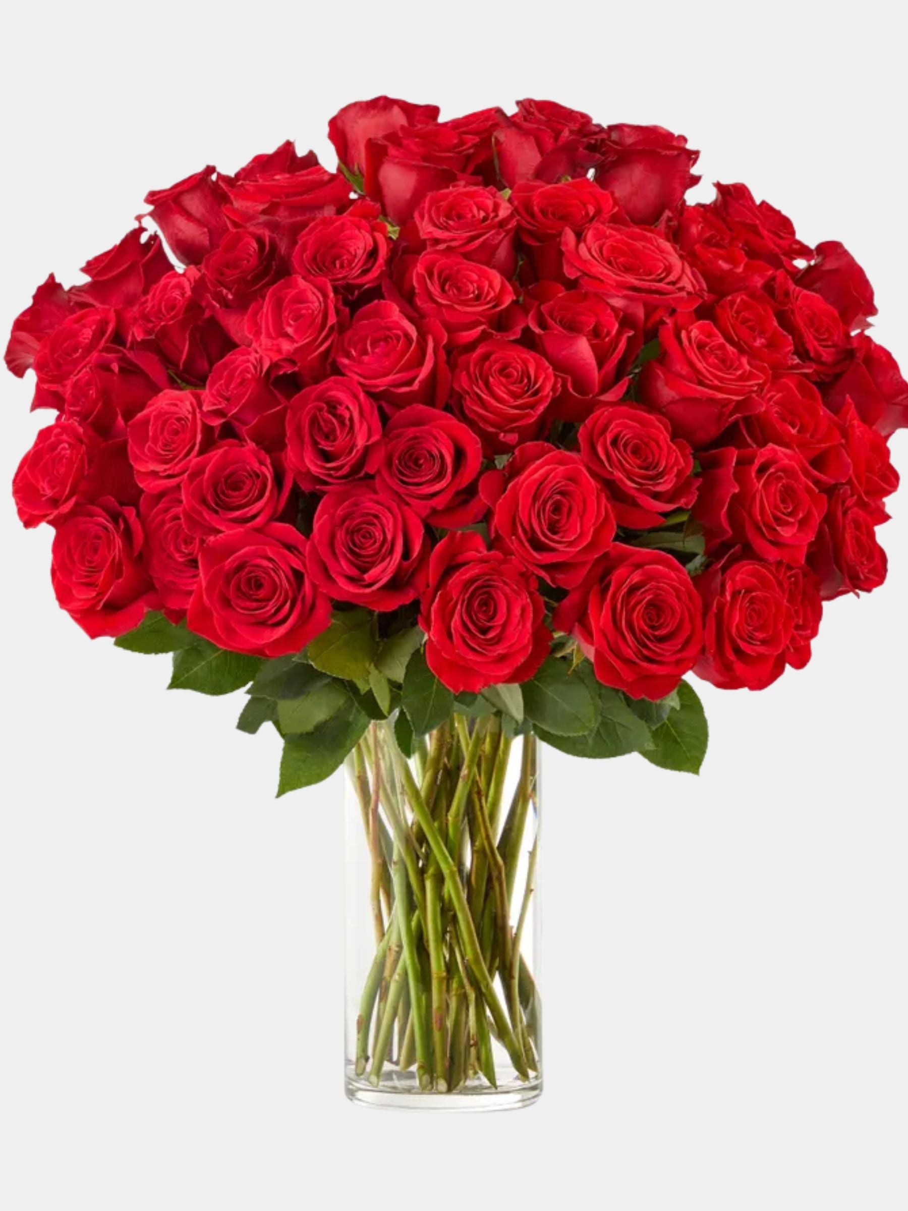 50 Stunning Long Stemmed Red Roses Vase