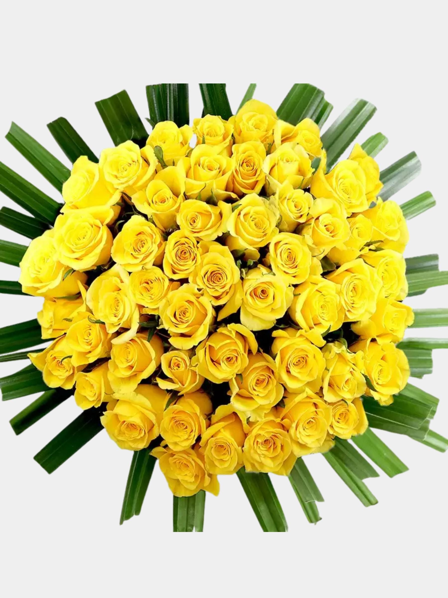 50 Sunshine Roses