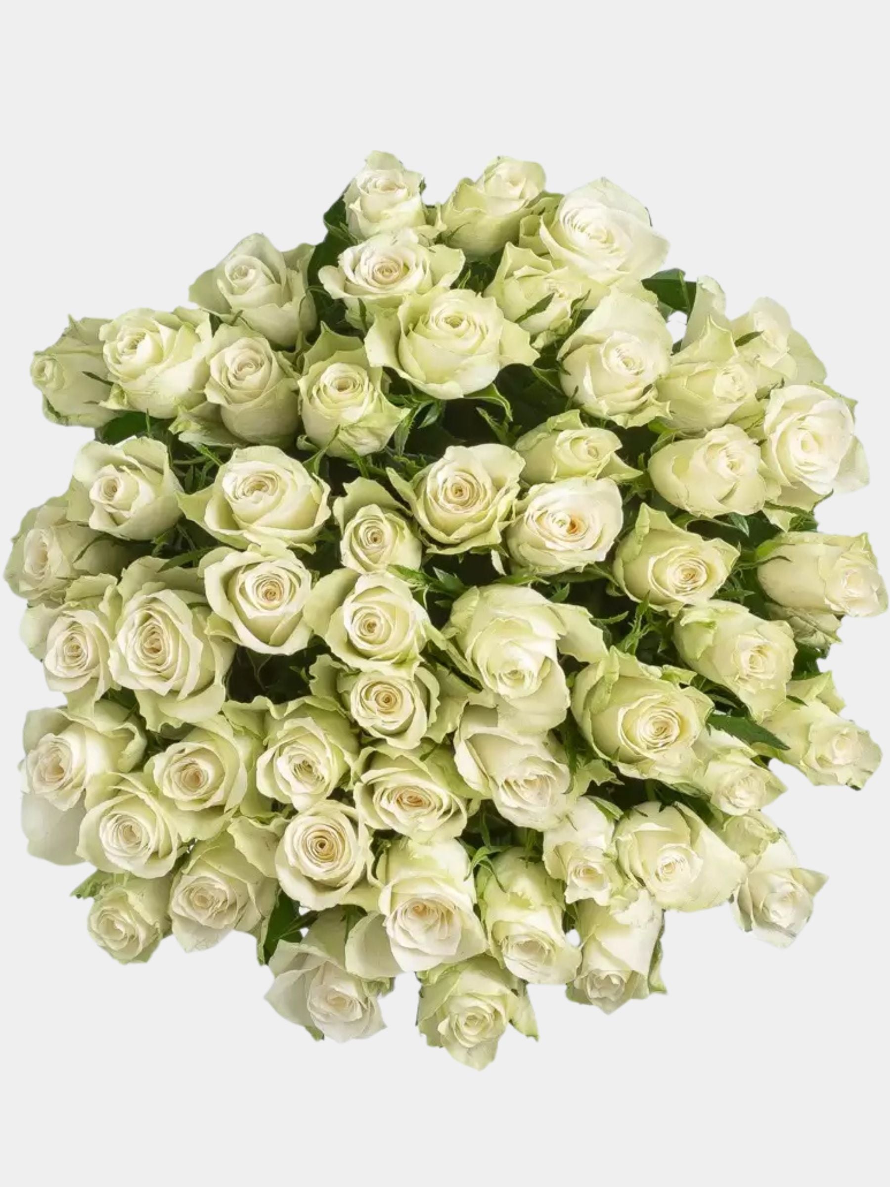 50 White Roses