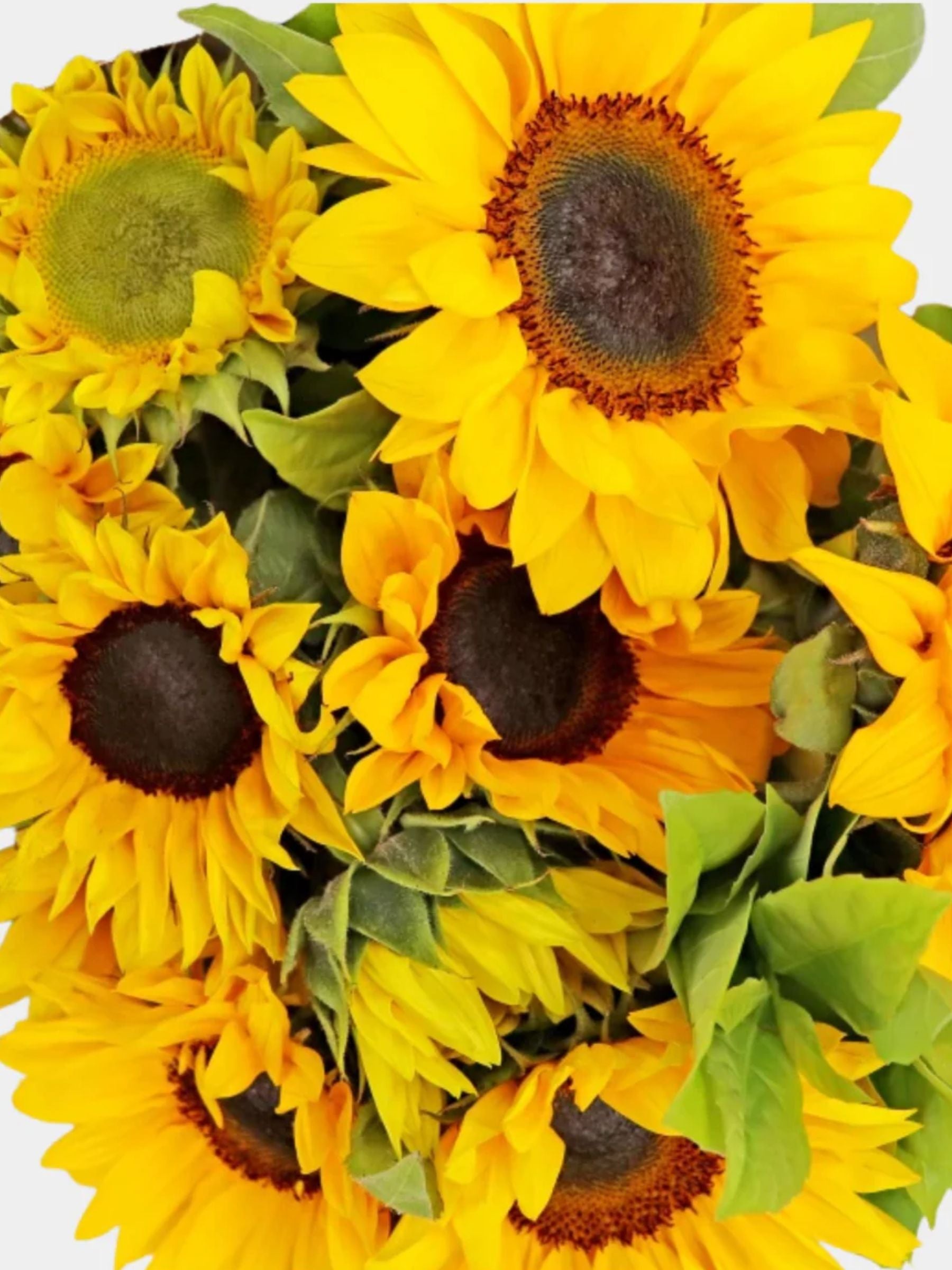 10 Sunflowers in a Vase