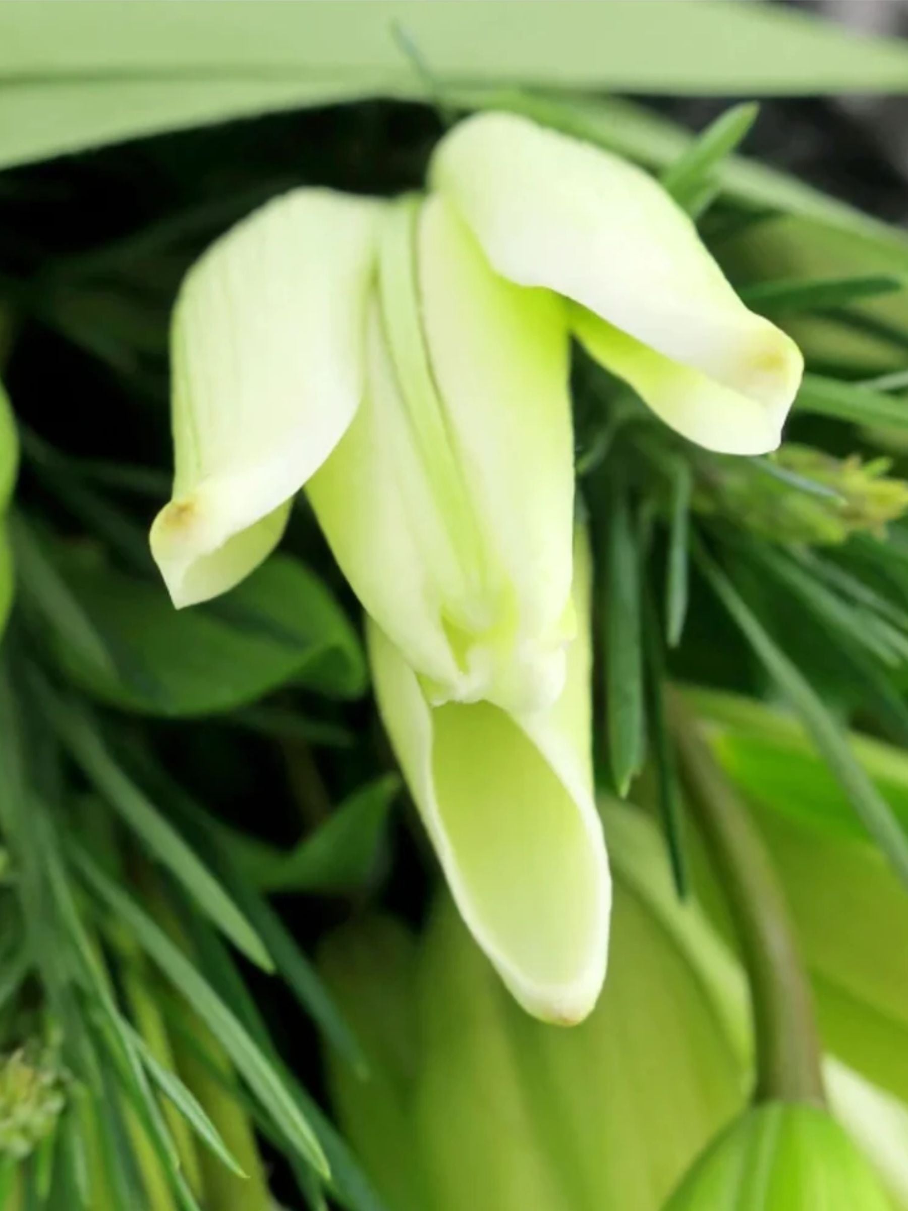Bouquet of 10 White Lily