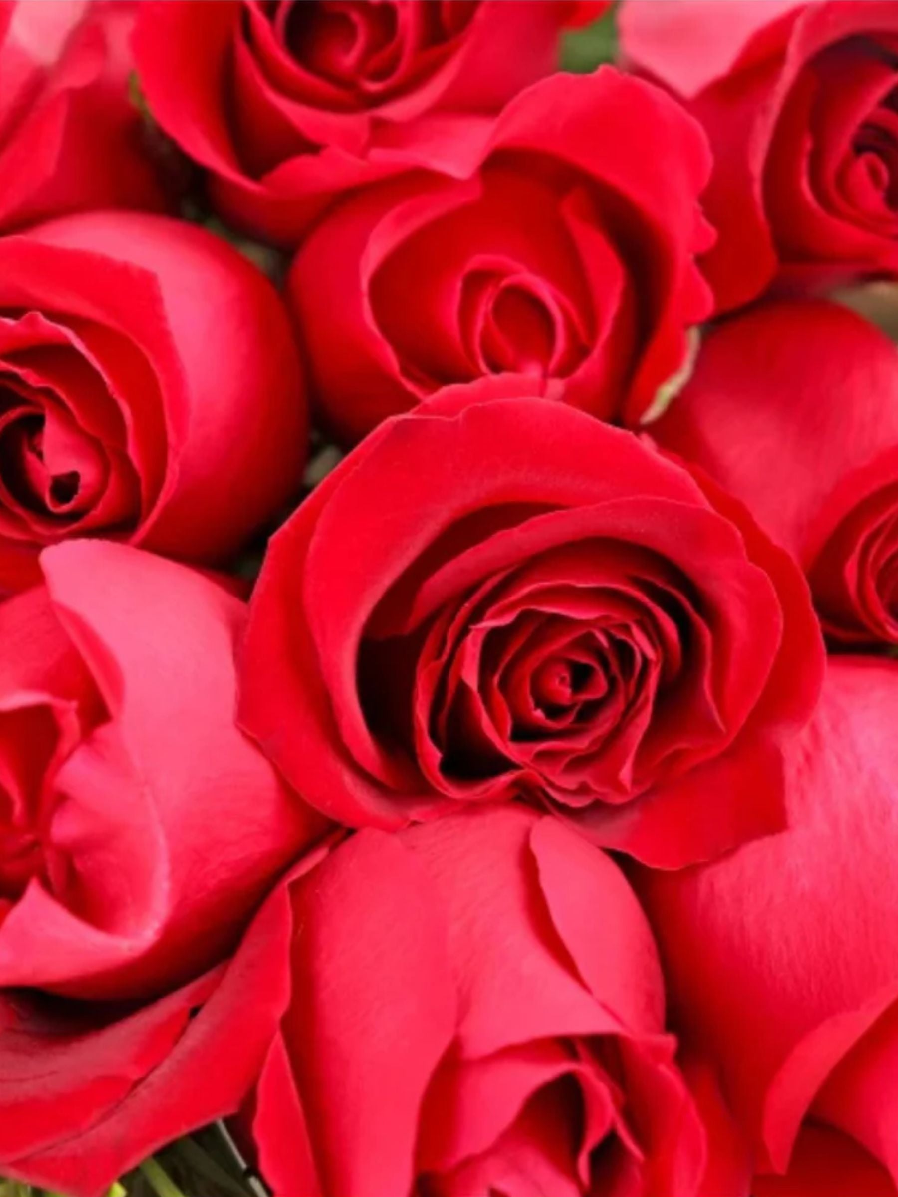 Bouquet of 12 Red Roses