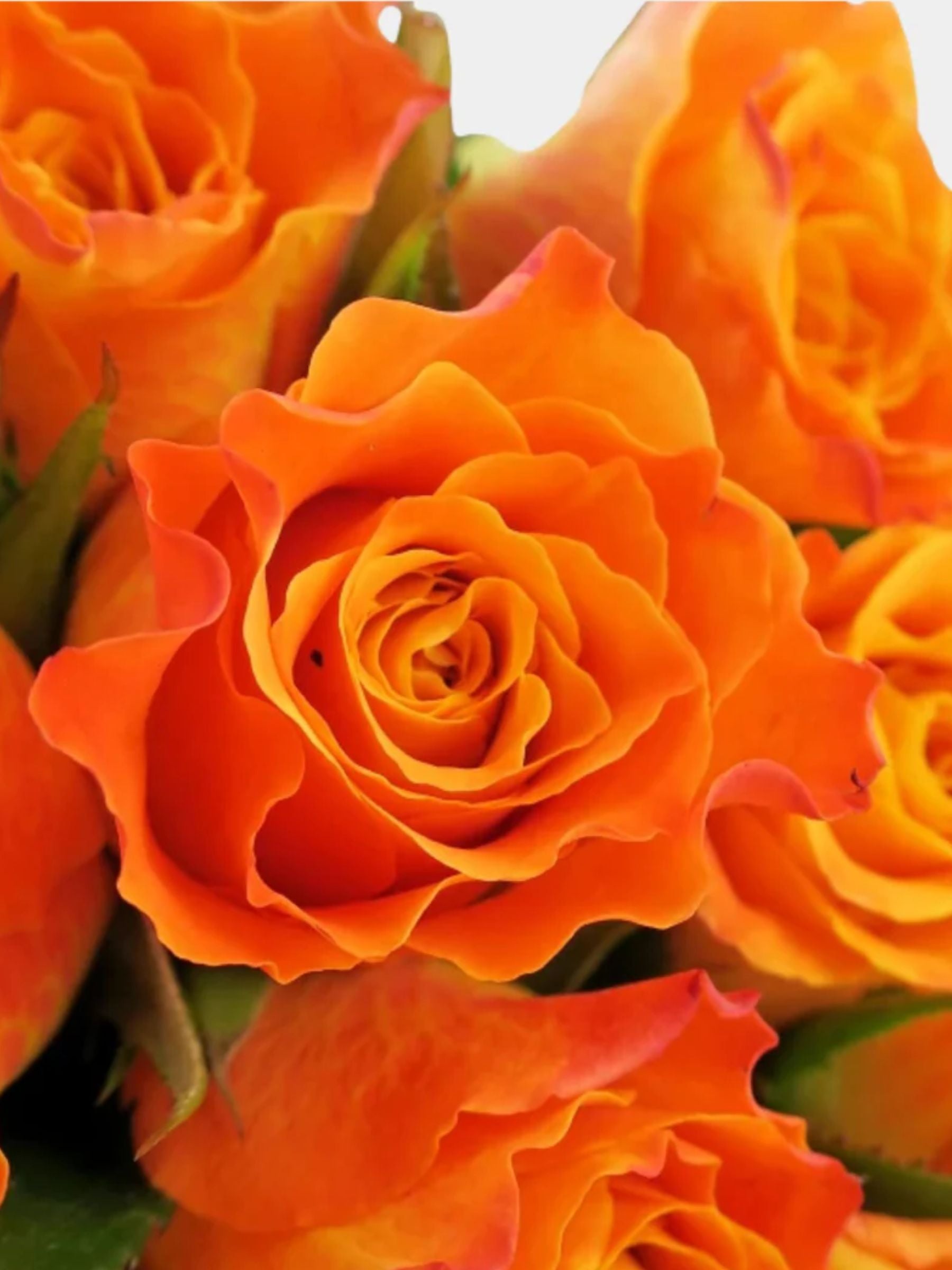 Bouquet of 24 Orange Roses