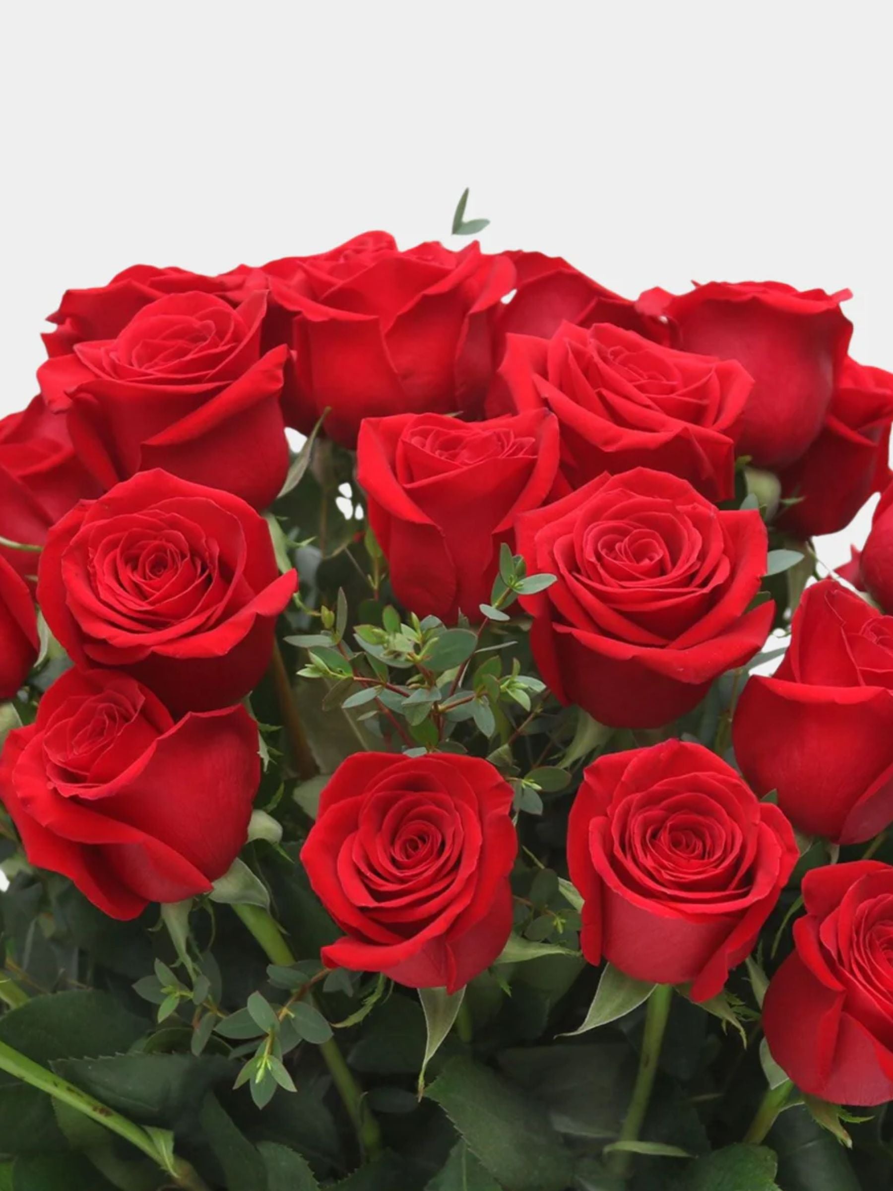 Classic 50 Red Roses in a Vase