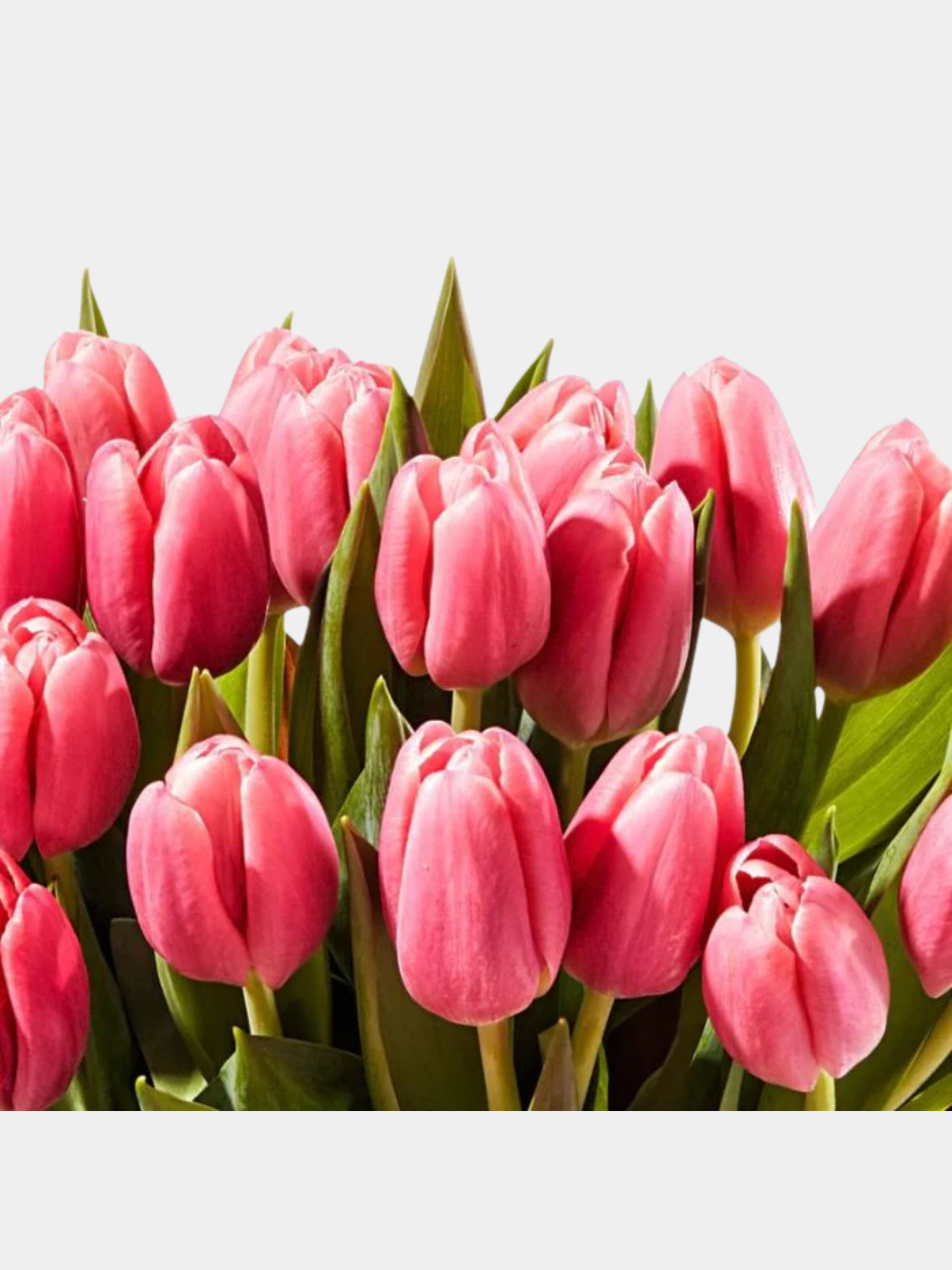 Tulip Queen