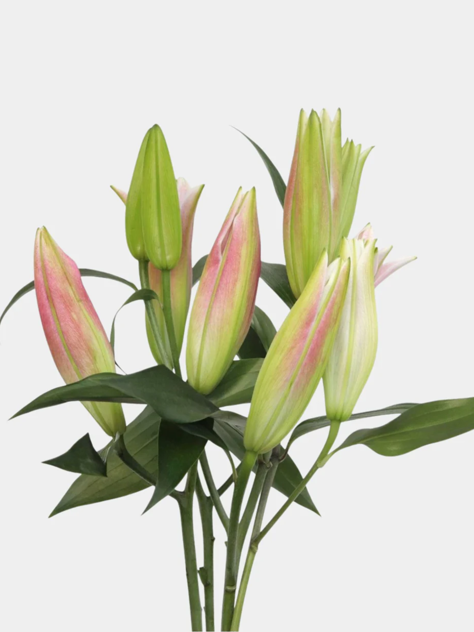 Pink Lilies in a Vase
