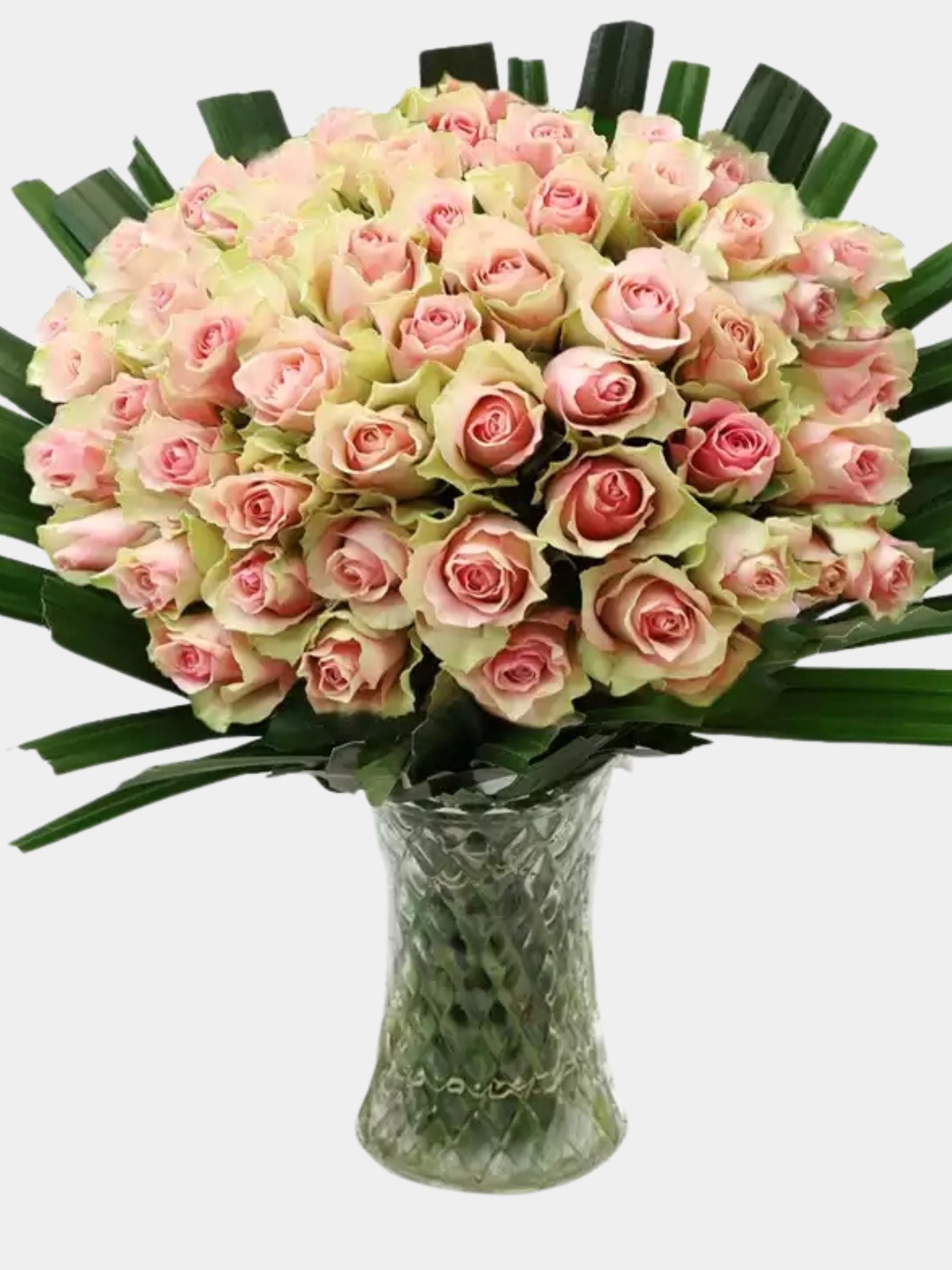 50 Candy Pink Roses