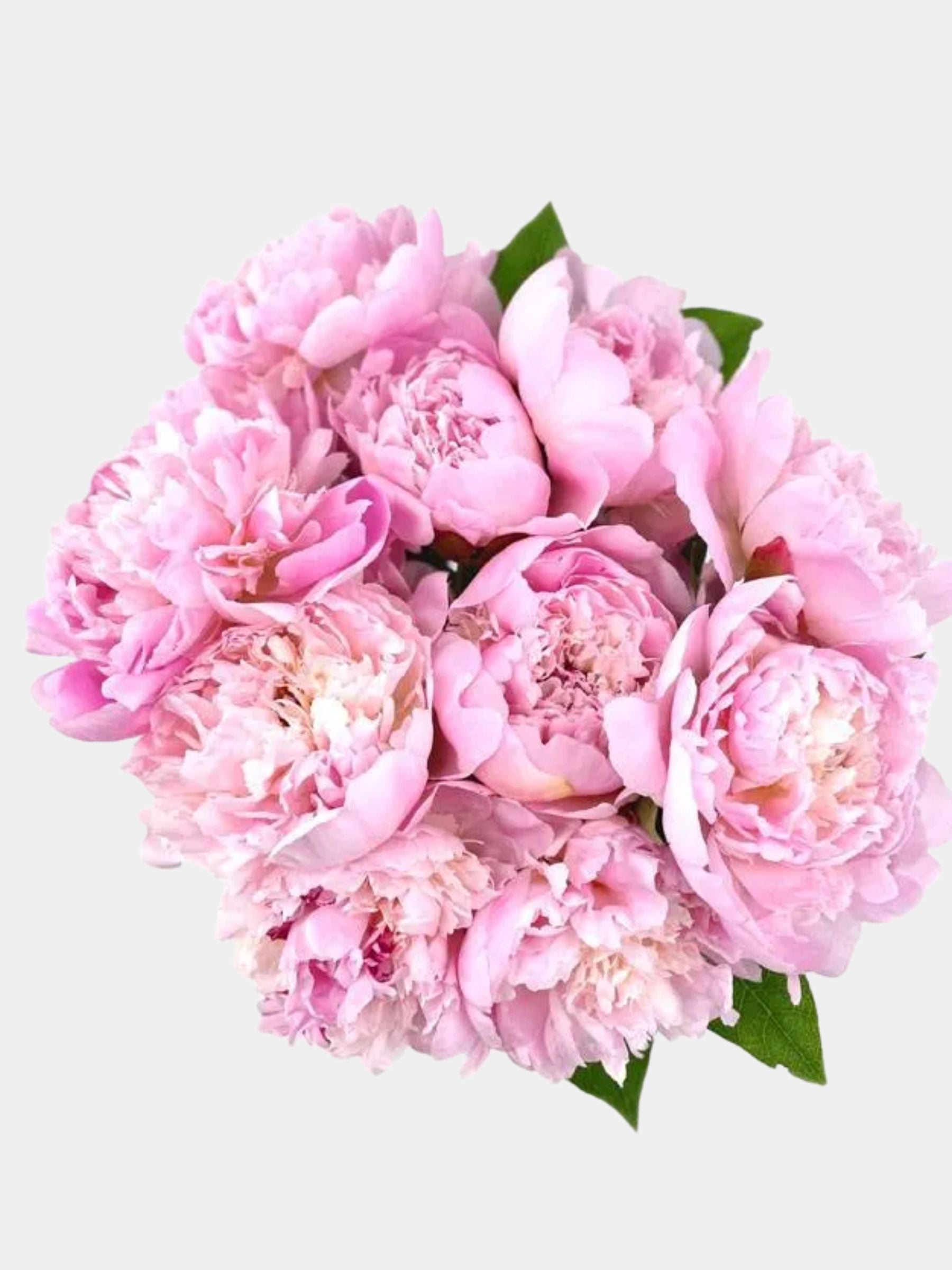 Pretty Pink Peonies