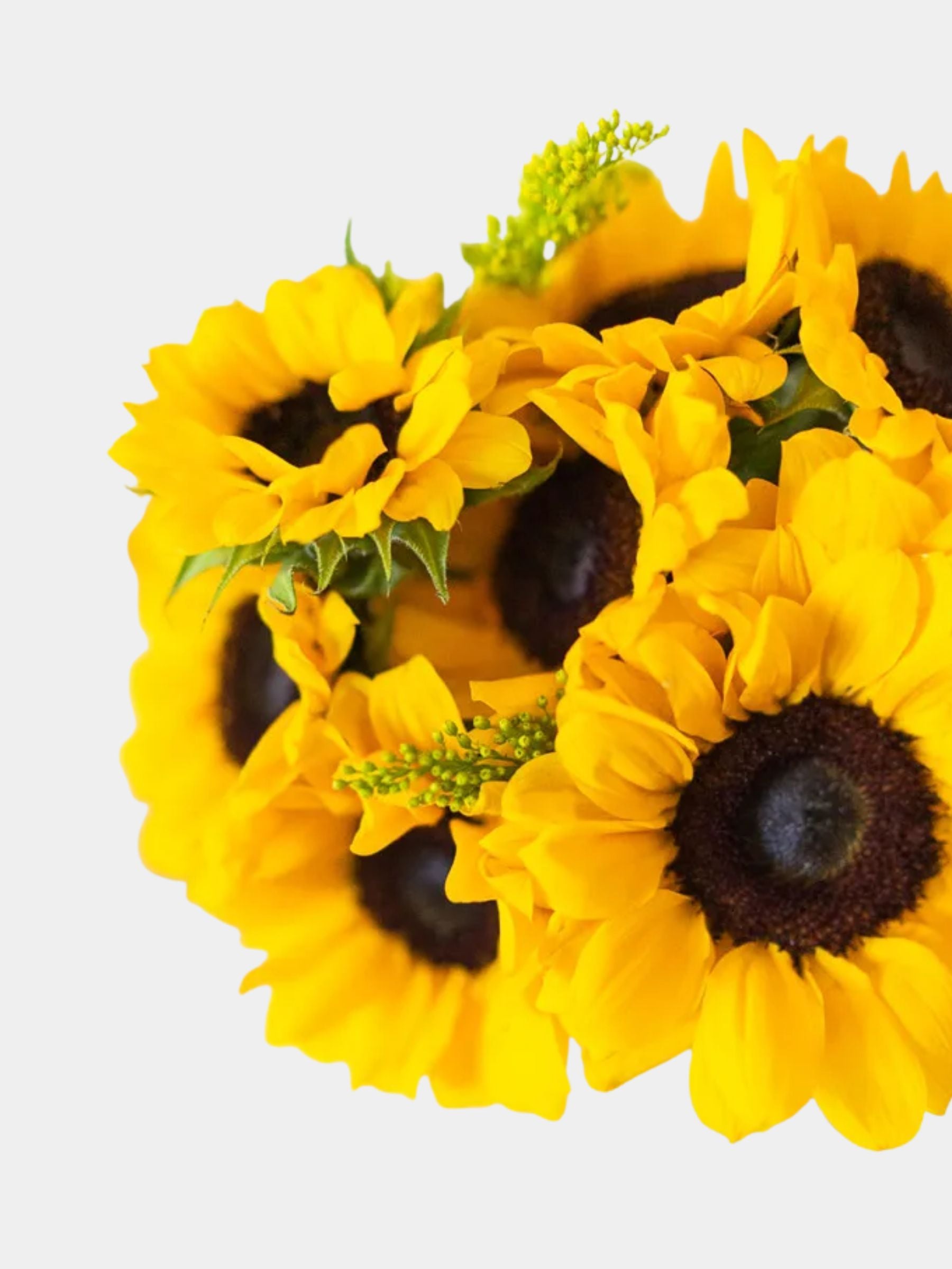 Stunning Sunflowers