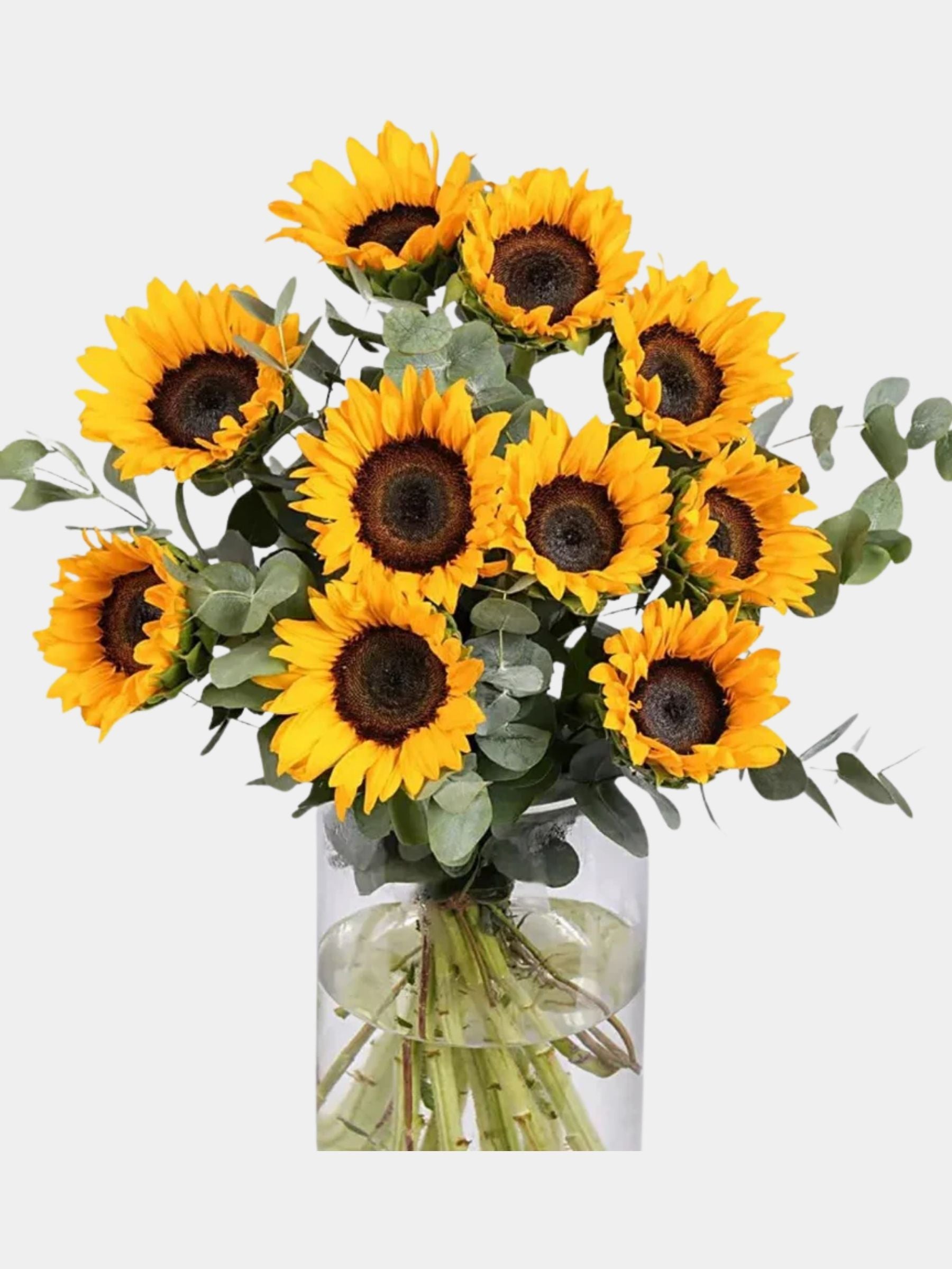 Sun Kissed Sunflowers