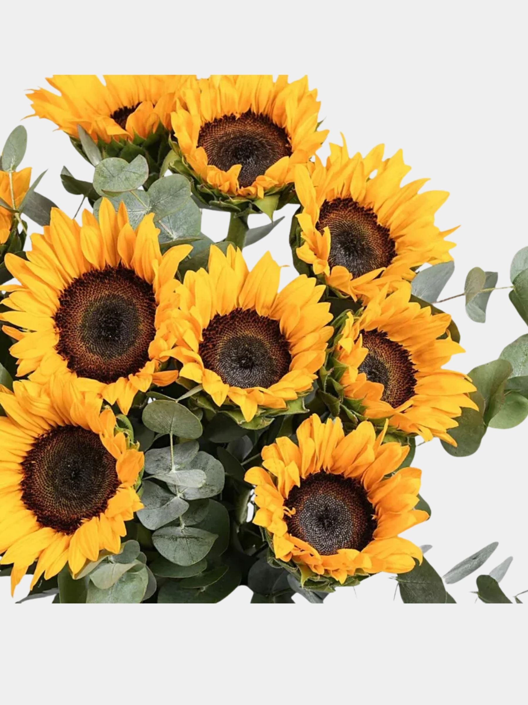Sun Kissed Sunflowers
