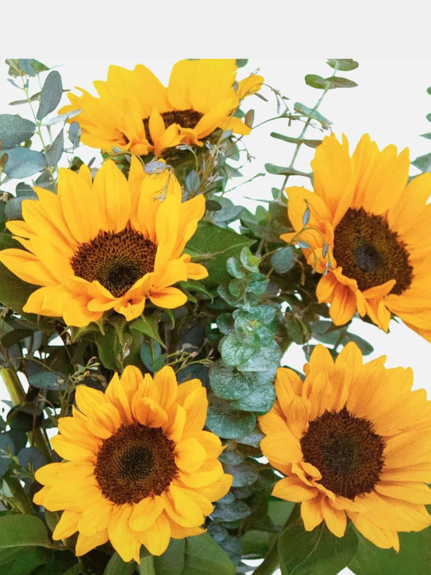 Sunflower Bouquet