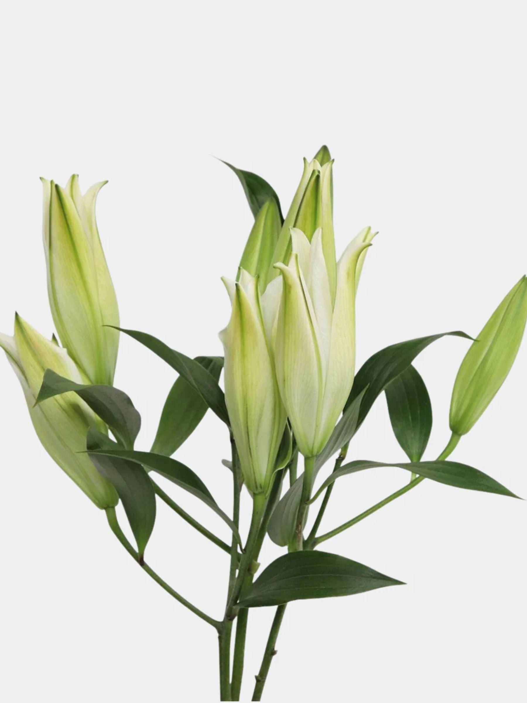 White Lily Bouquet