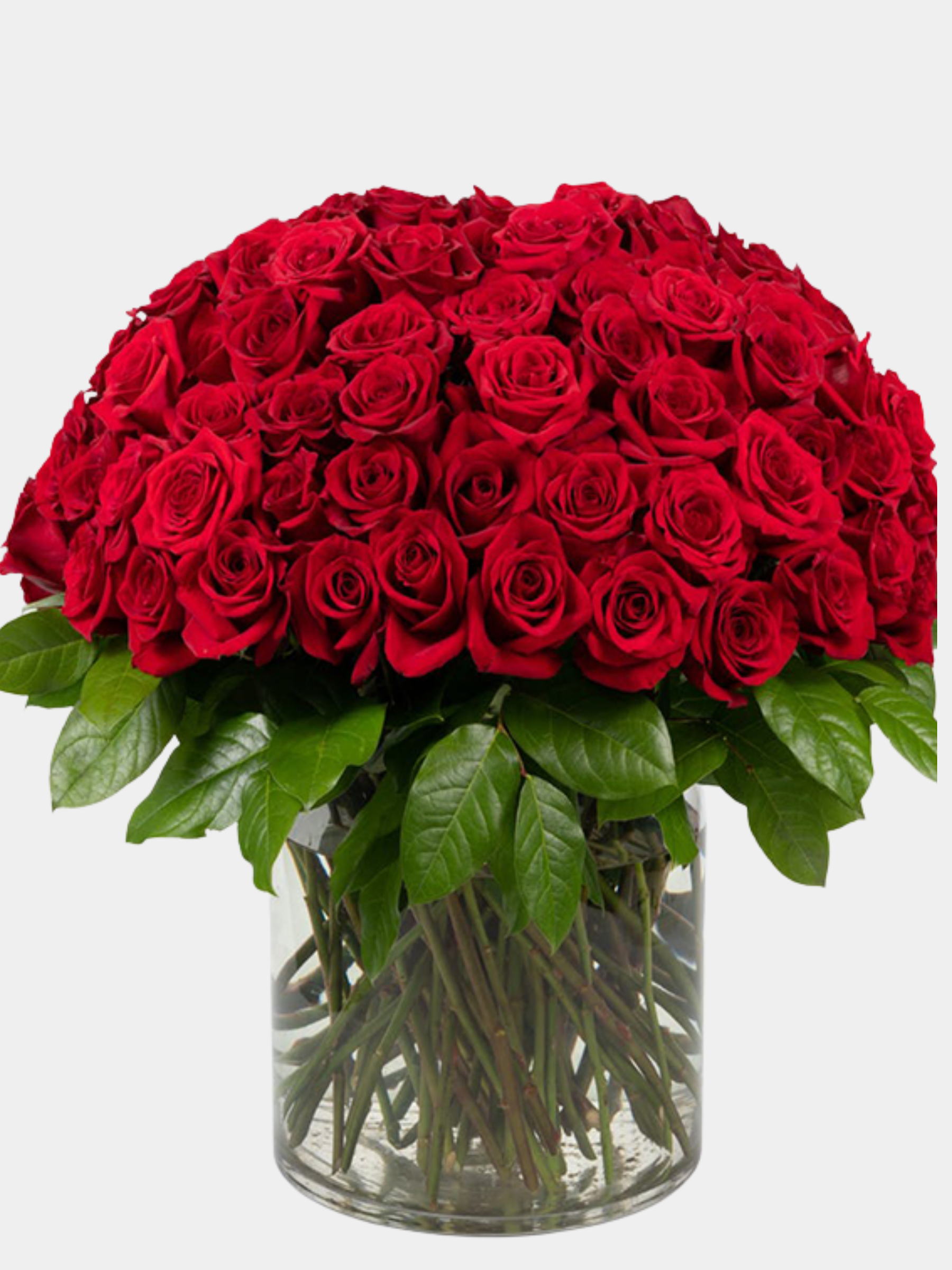 100 Stunning Red Roses