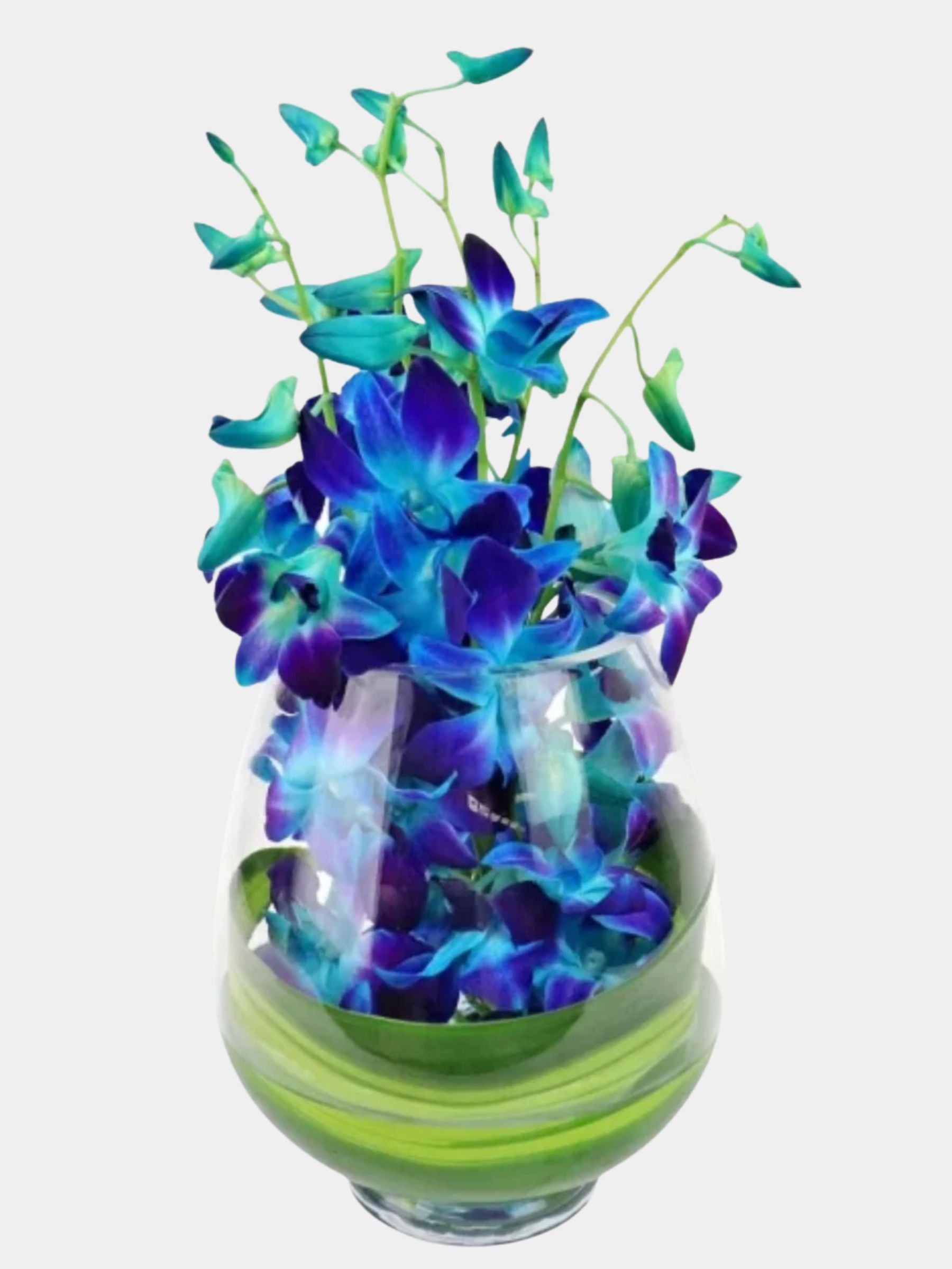 10 Blue Orchids in a Vase