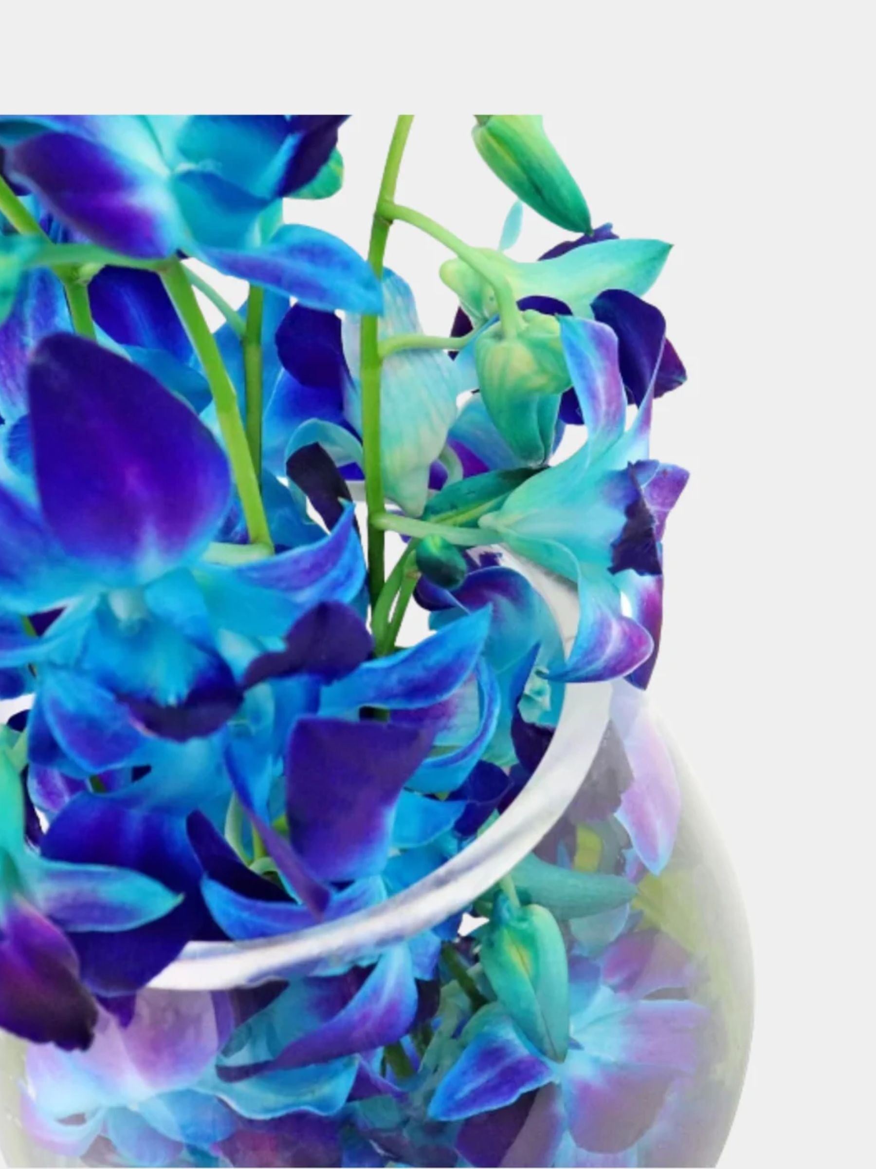 10 Blue Orchids in a Vase