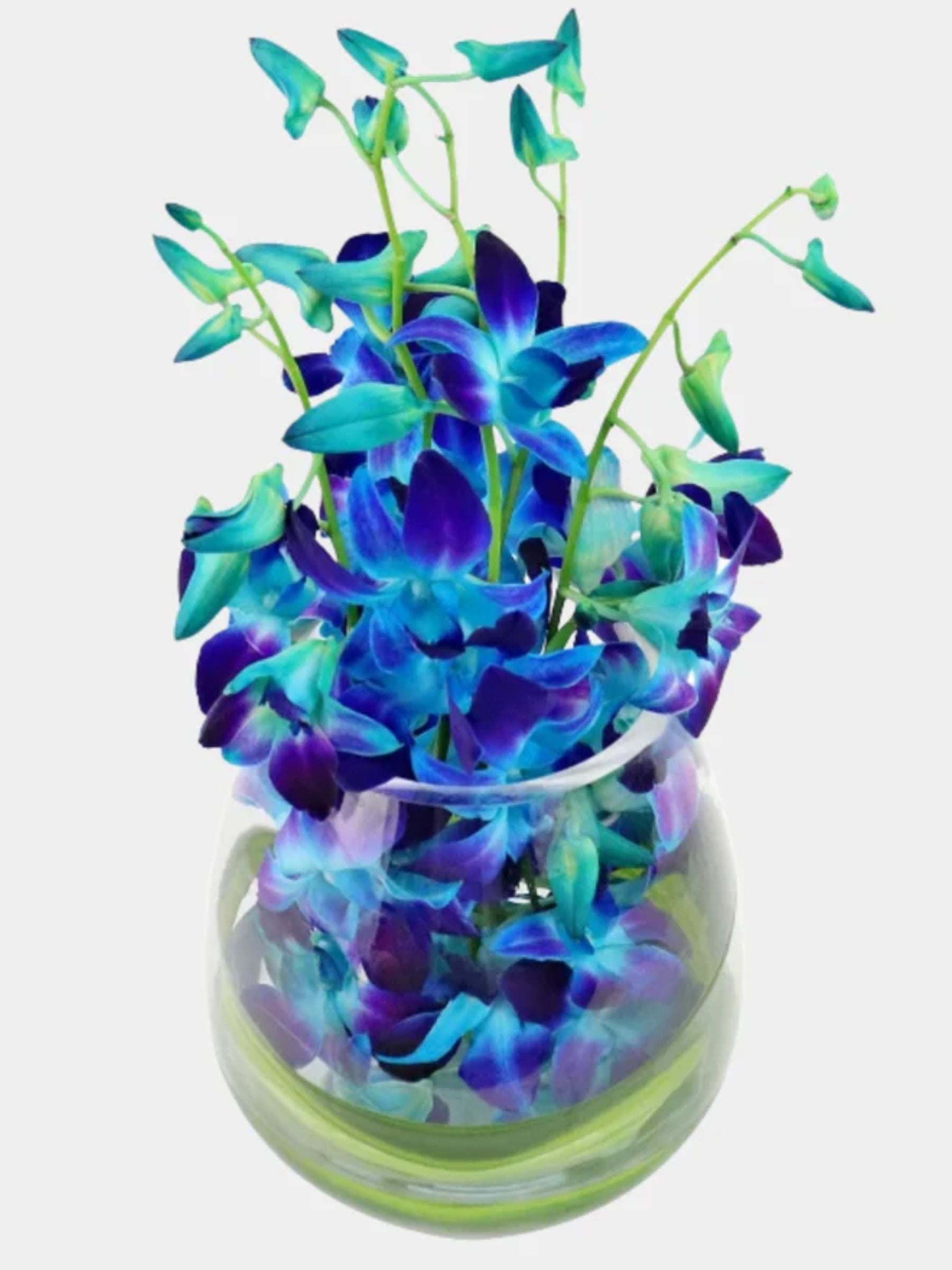10 Blue Orchids in a Vase