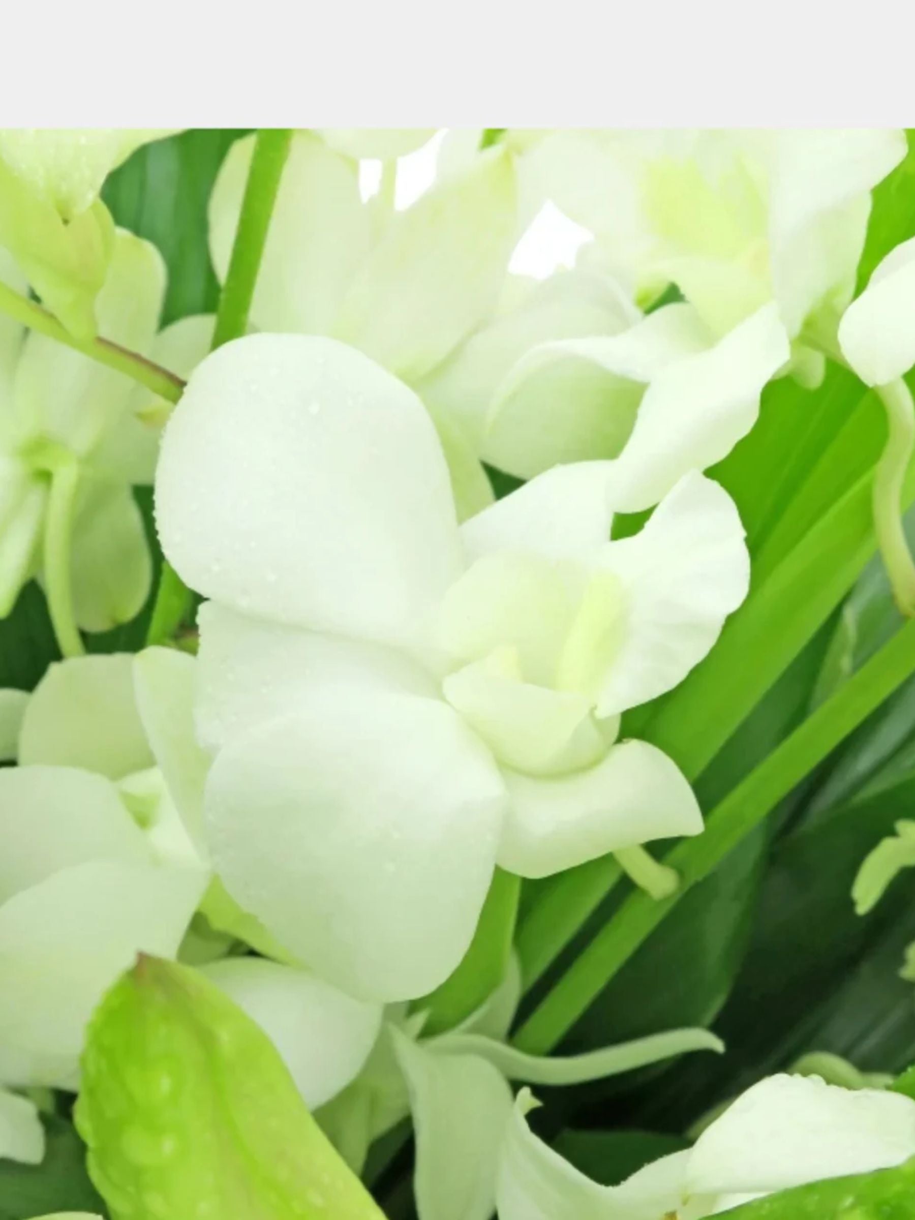 10 White Orchids in a Vase