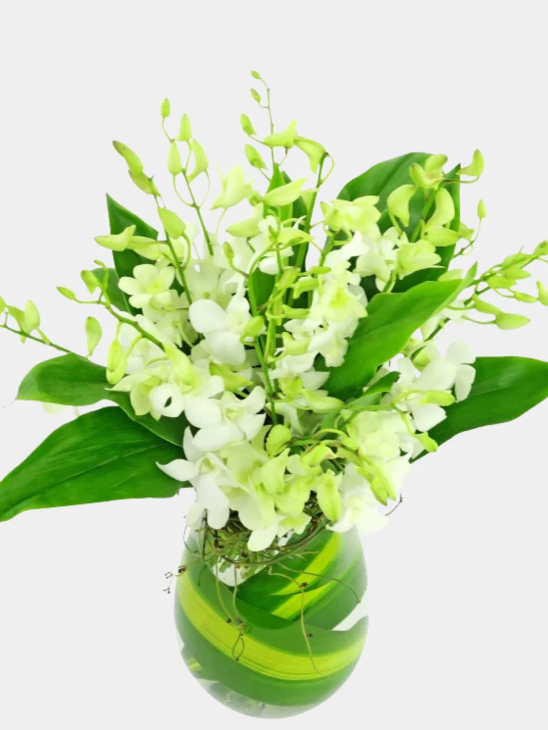 10 White Orchids in a Vase
