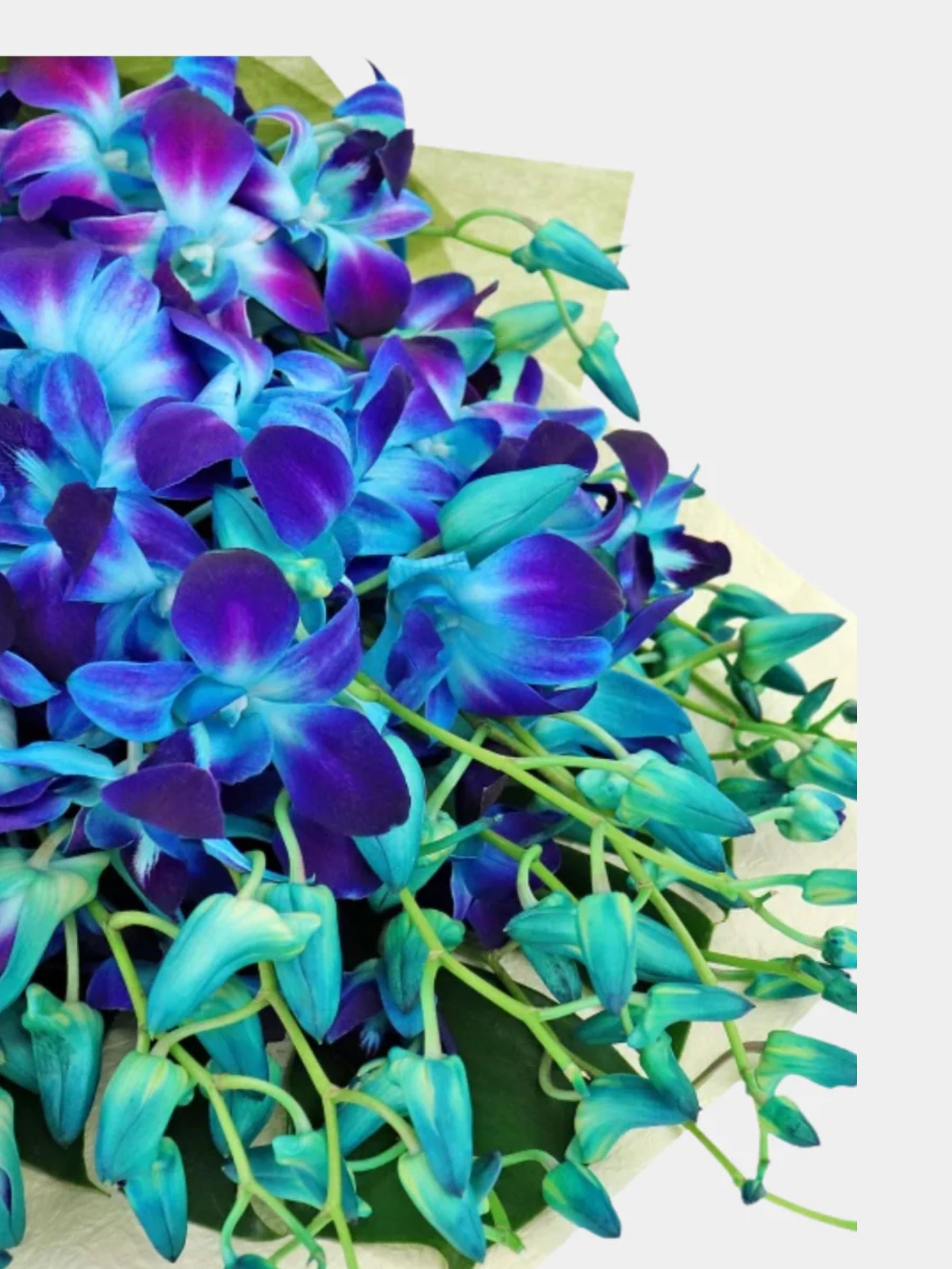 Bouquet of 20 Blue Orchid