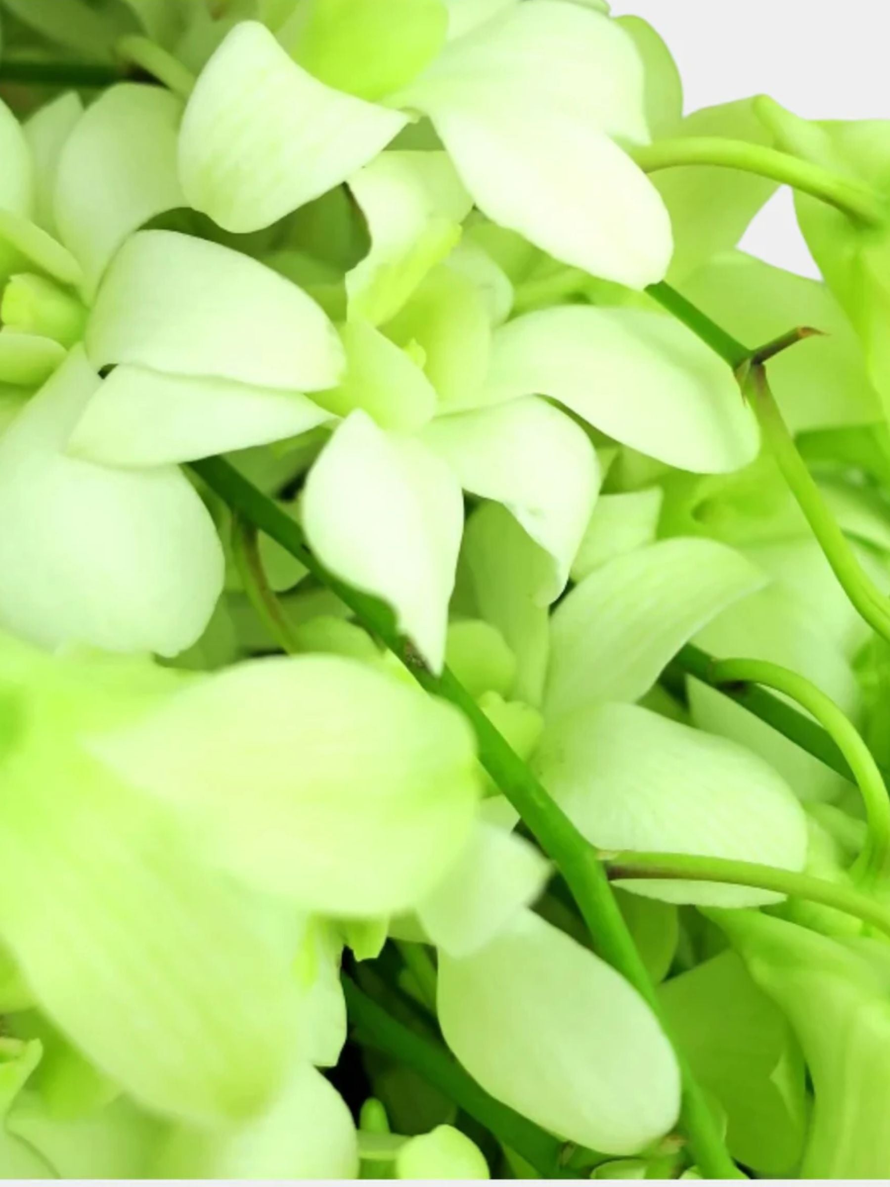 Bouquet of 20 White Orchid