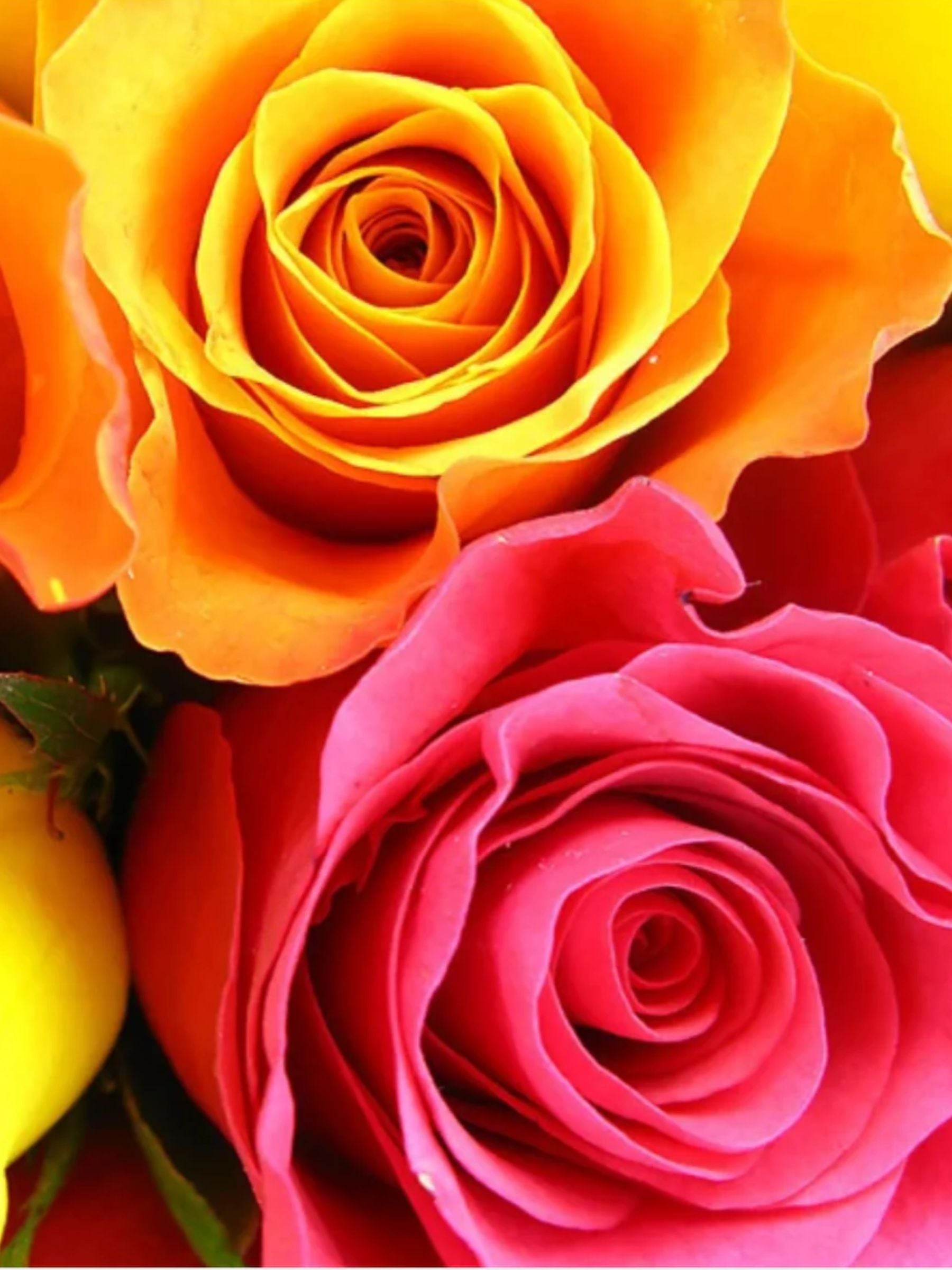 Bouquet of 24 Mixed Roses