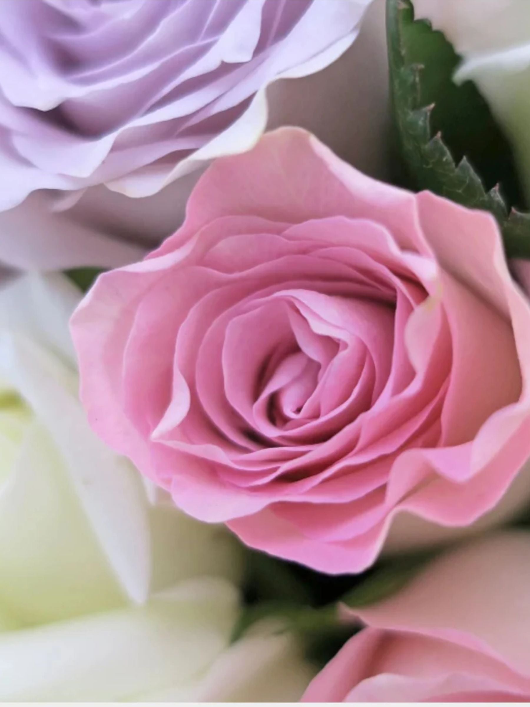 Bouquet of 24 Pastel Roses