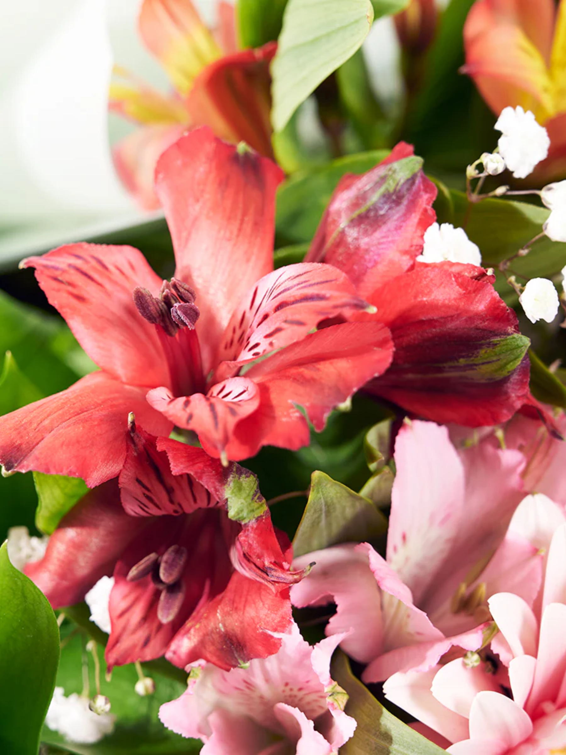 Meadow Mix Gerbera Bouquet