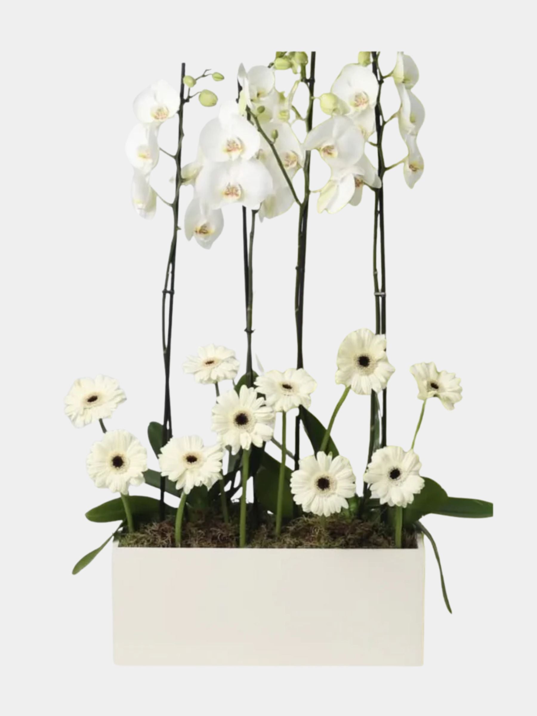 Orchid Beauty