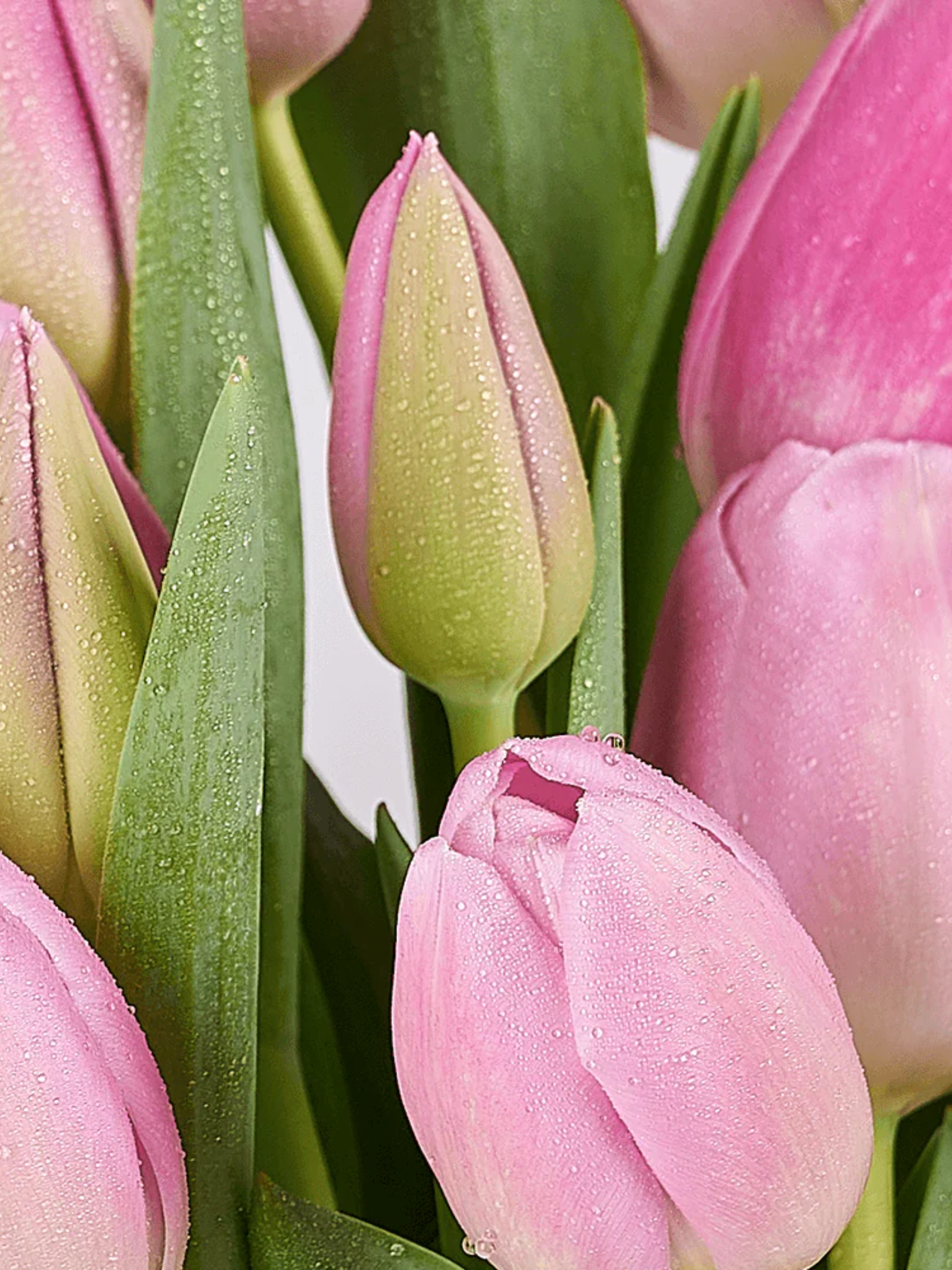 Pink Paradise Tulip Bouquet