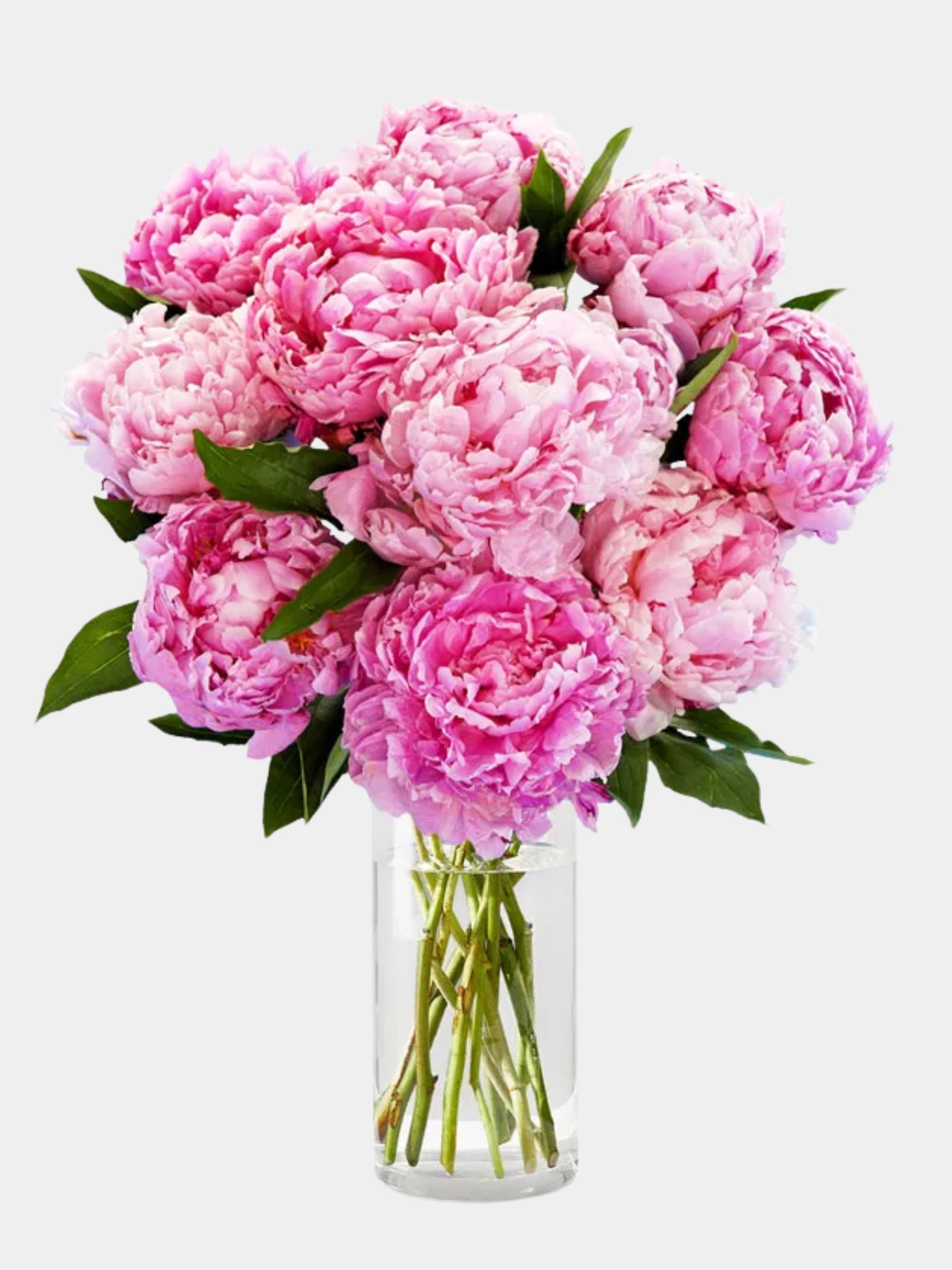 Pretty Pink Peonies