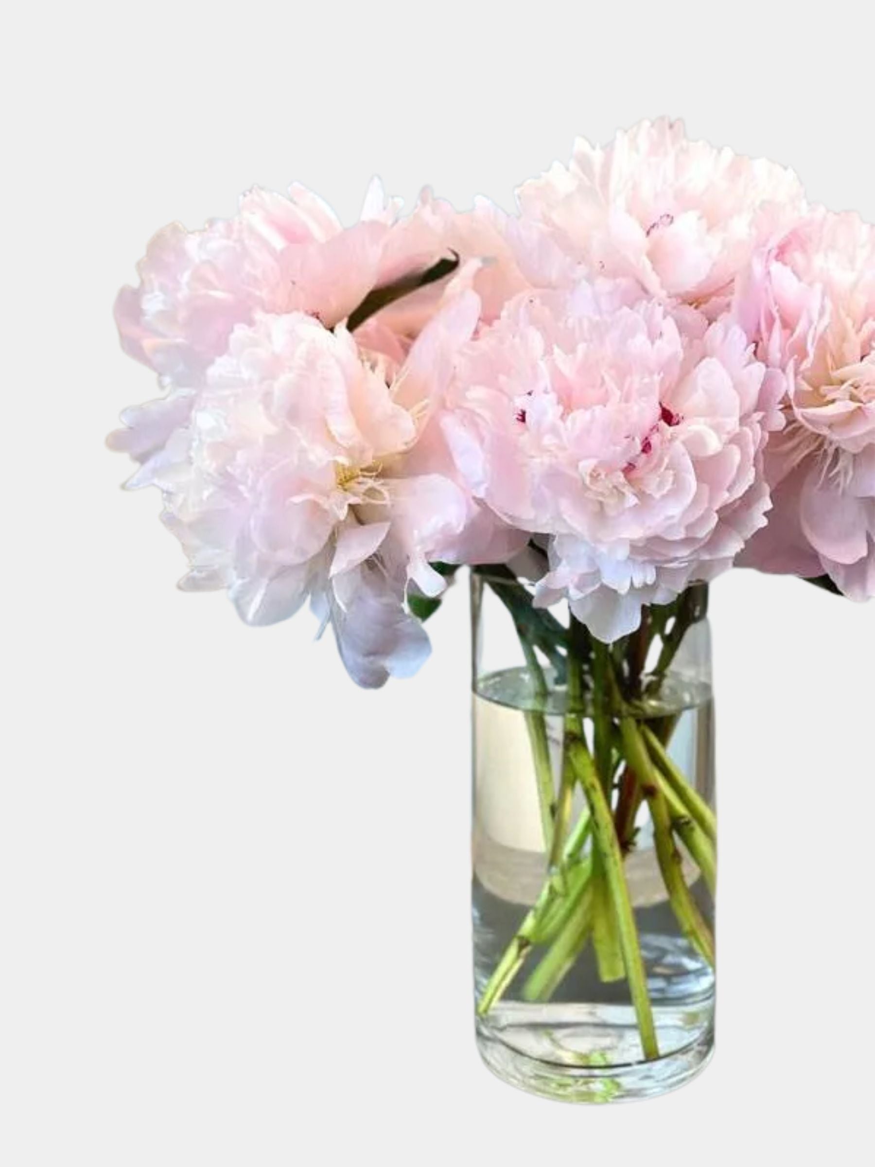 Pretty Pink Peonies