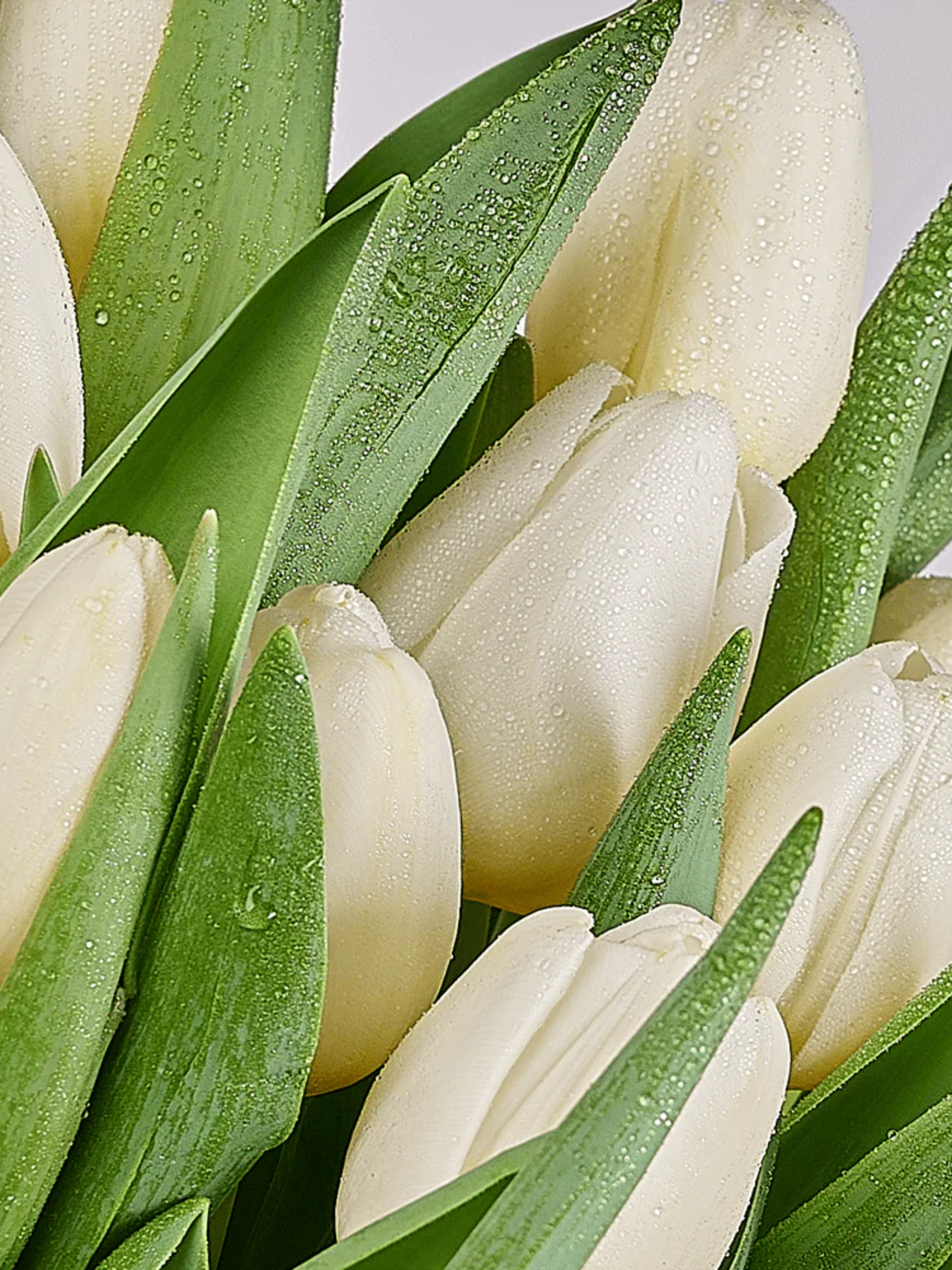 Spring Scents Tulip Bouquet