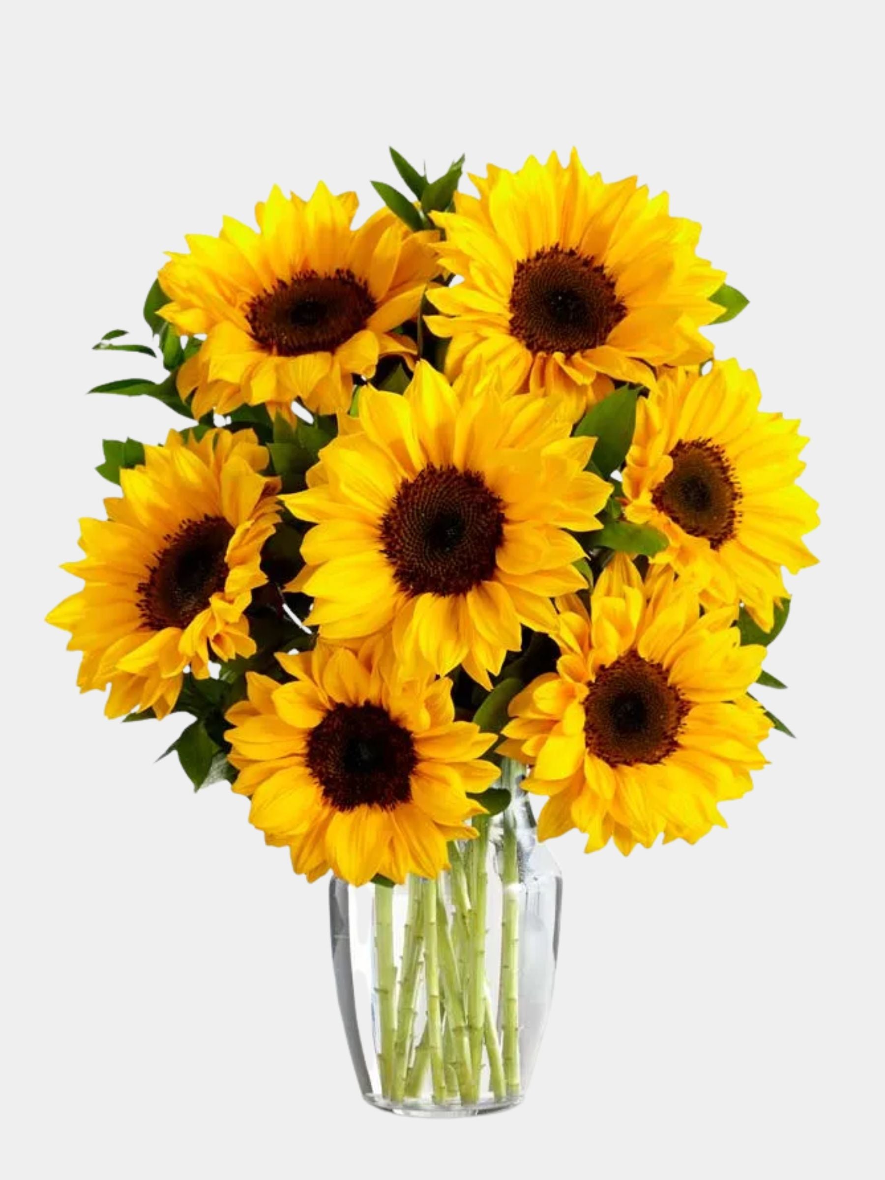 Stunning Sunflowers