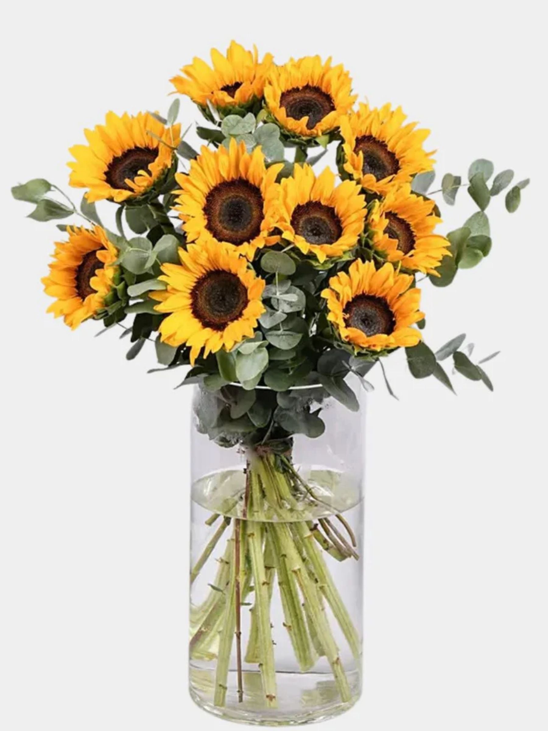 Sun Kissed Sunflowers