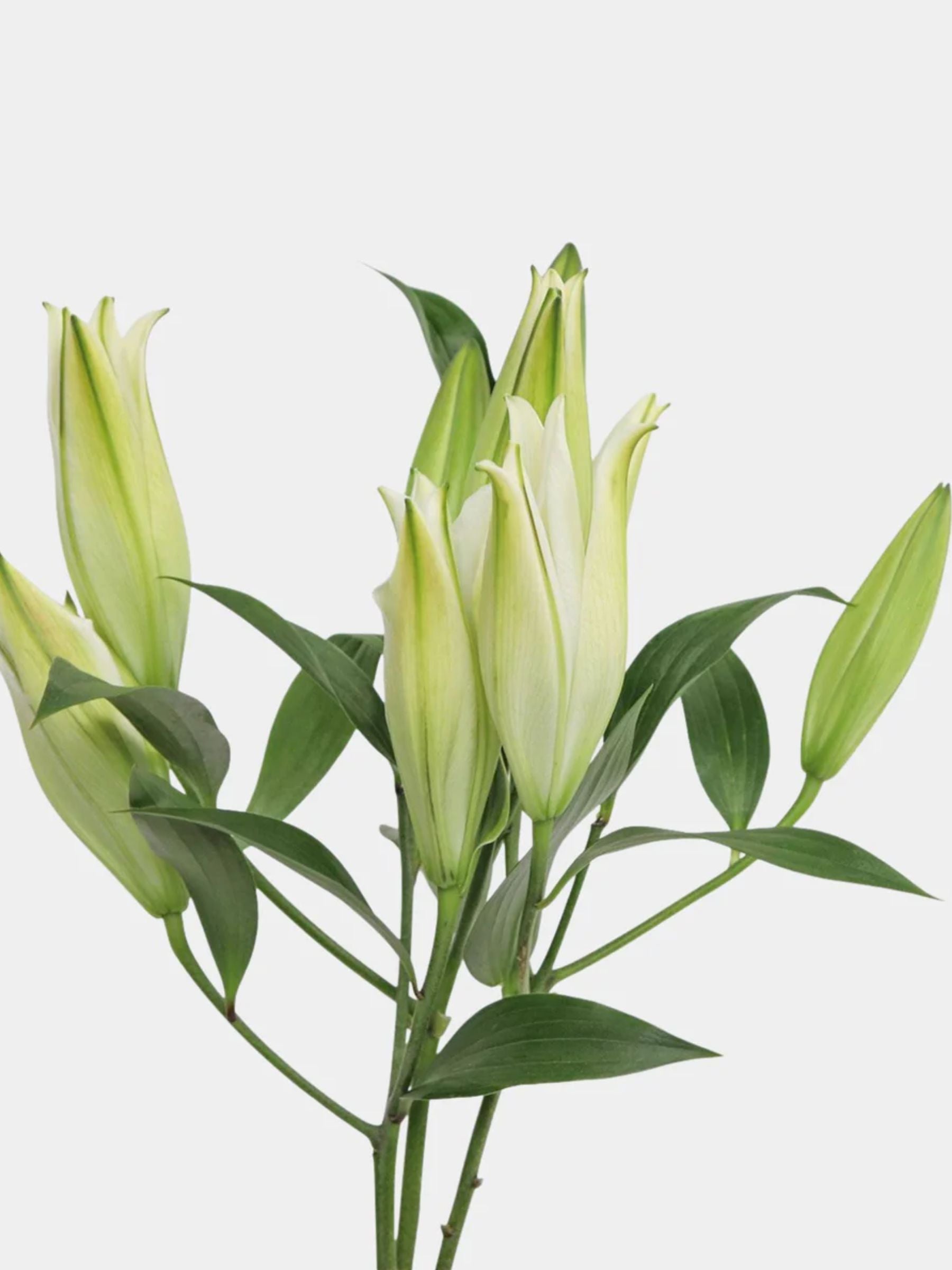White Lilies in a Vase